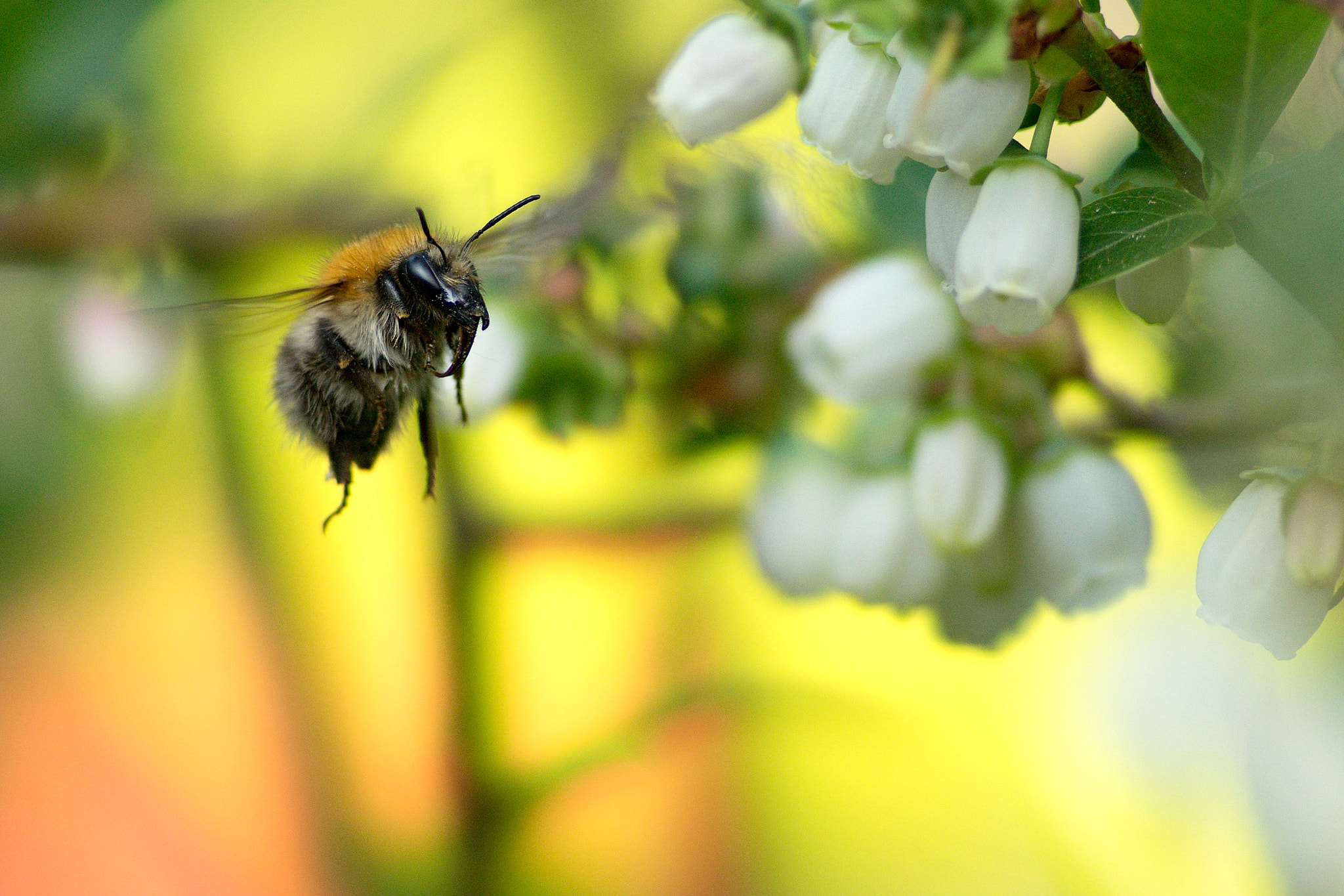 Sony 135mm F2.8 [T4.5] STF sample photo. Blueberries field photography