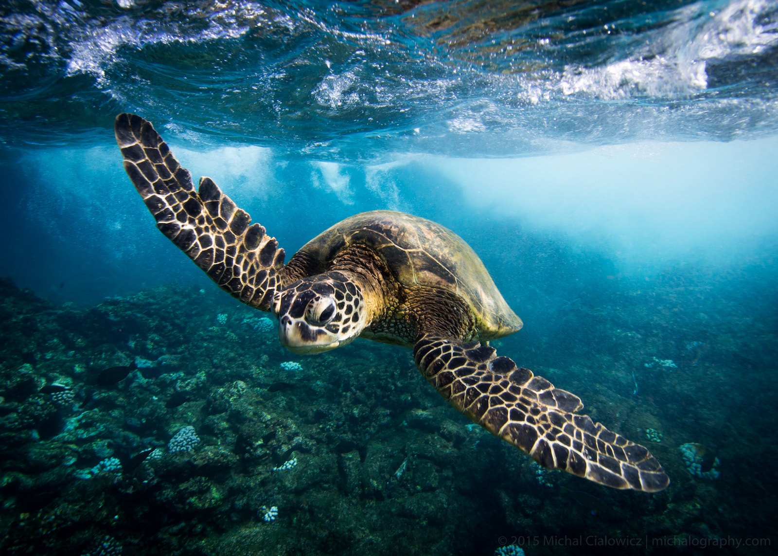 Olympus PEN E-PL5 + OLYMPUS M.9-18mm F4.0-5.6 sample photo. Underwater sea turtle photography