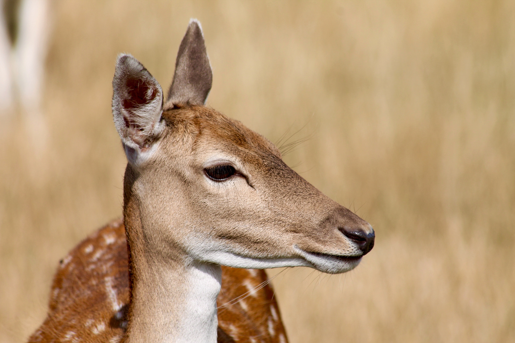 Canon EOS 1100D (EOS Rebel T3 / EOS Kiss X50) + Canon 70-300mm sample photo. Fallow deer photography