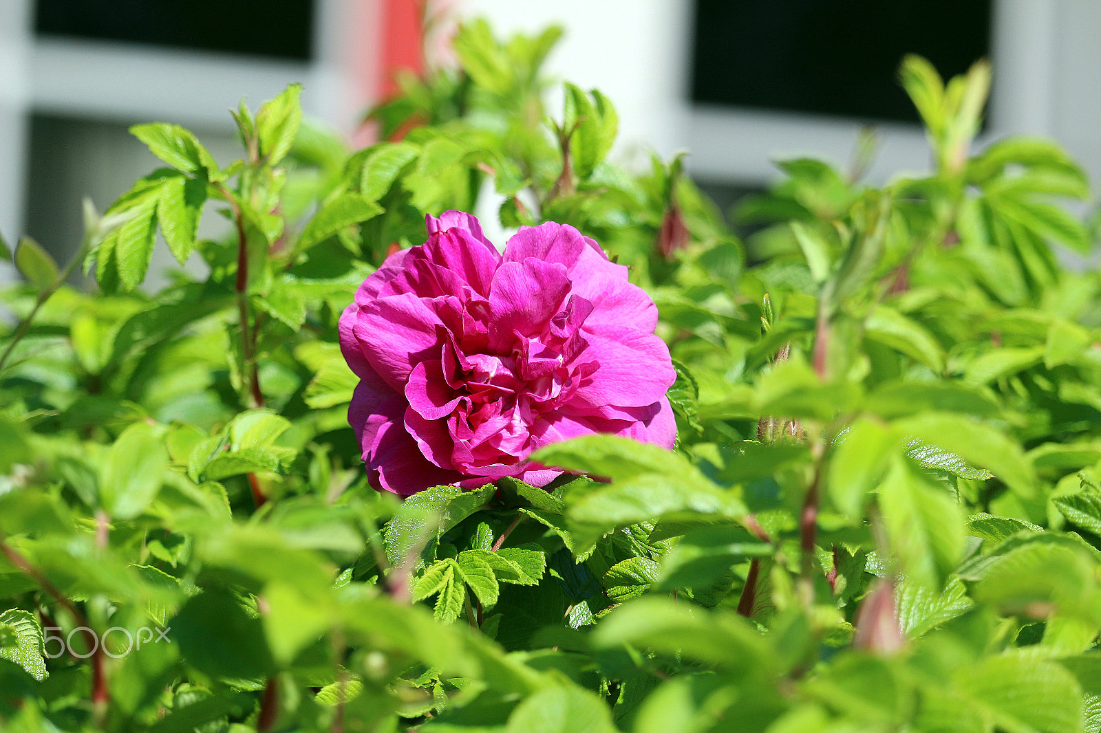 Canon EF-S 55-250mm F4-5.6 IS STM sample photo. Flower photography