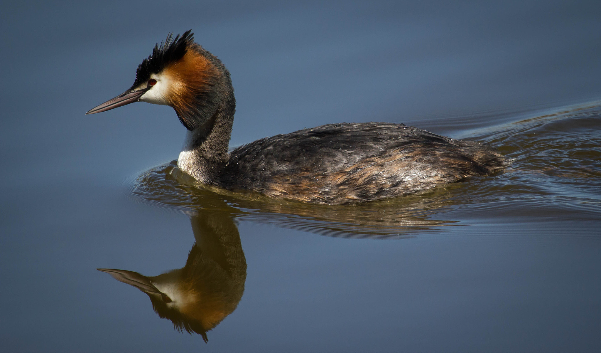Canon EOS 550D (EOS Rebel T2i / EOS Kiss X4) + Canon EF 100-400mm F4.5-5.6L IS USM sample photo. Great crested grebe photography
