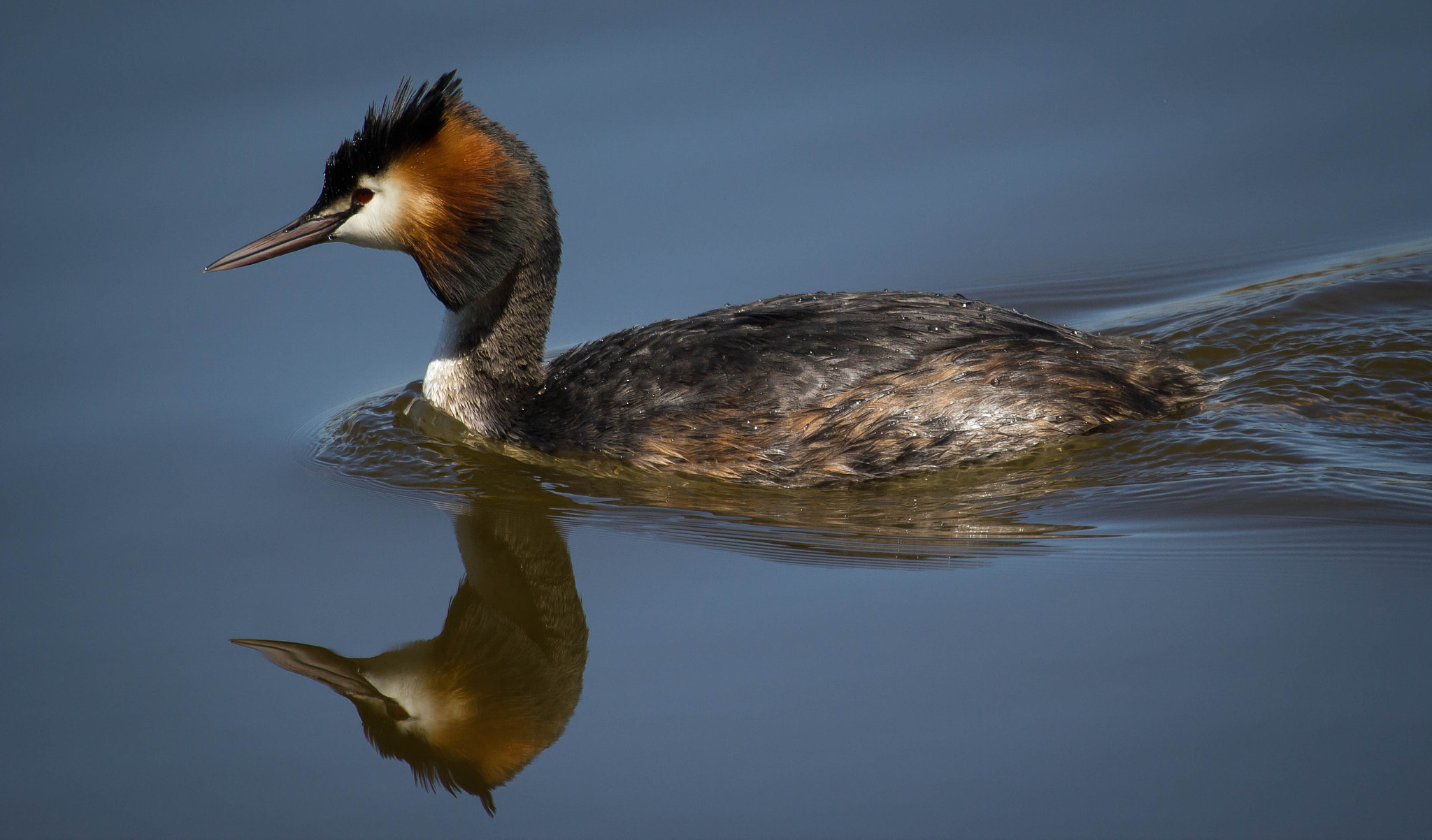 Canon EF 100-400mm F4.5-5.6L IS USM sample photo. Great crested grebe photography