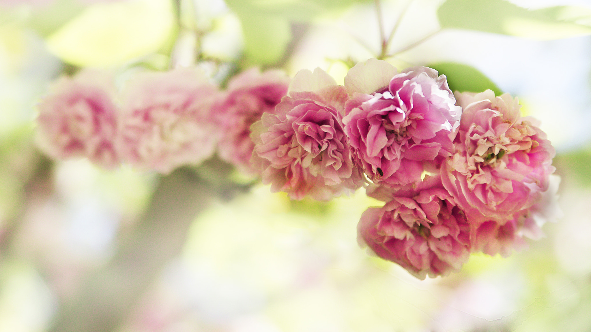 Canon EOS-1Ds sample photo. Pink flower photography