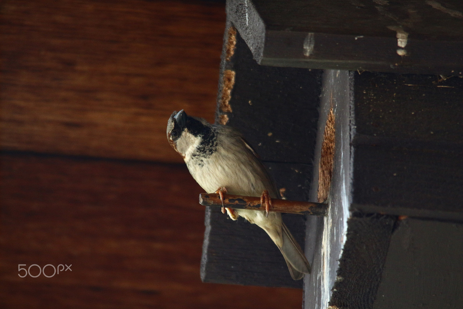 Sigma 150-500mm F5-6.3 DG OS HSM sample photo. "whaaat?" photography