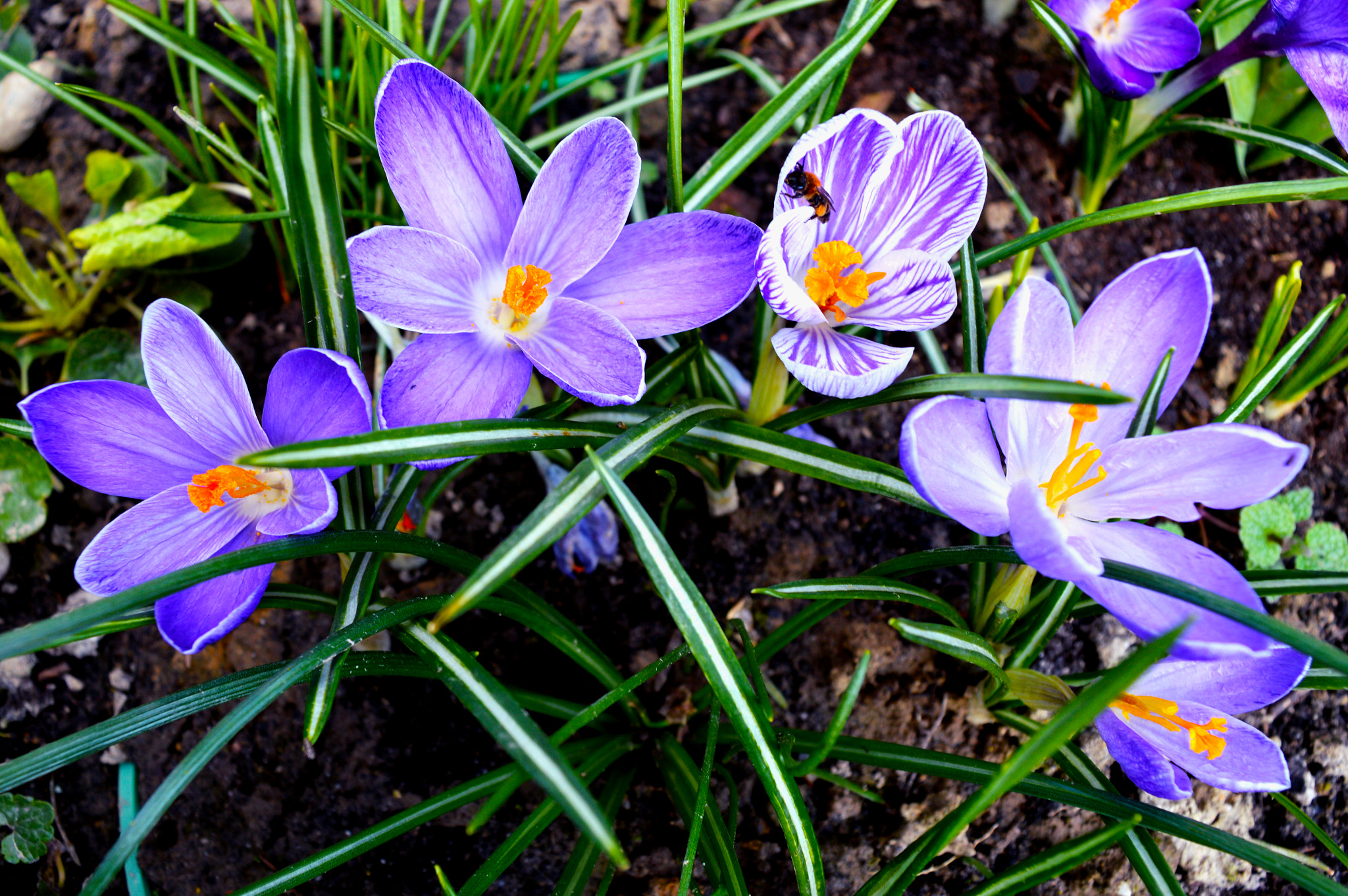 Nikon D3200 + Sigma 10mm F2.8 EX DC HSM Diagonal Fisheye sample photo. Crocus photography