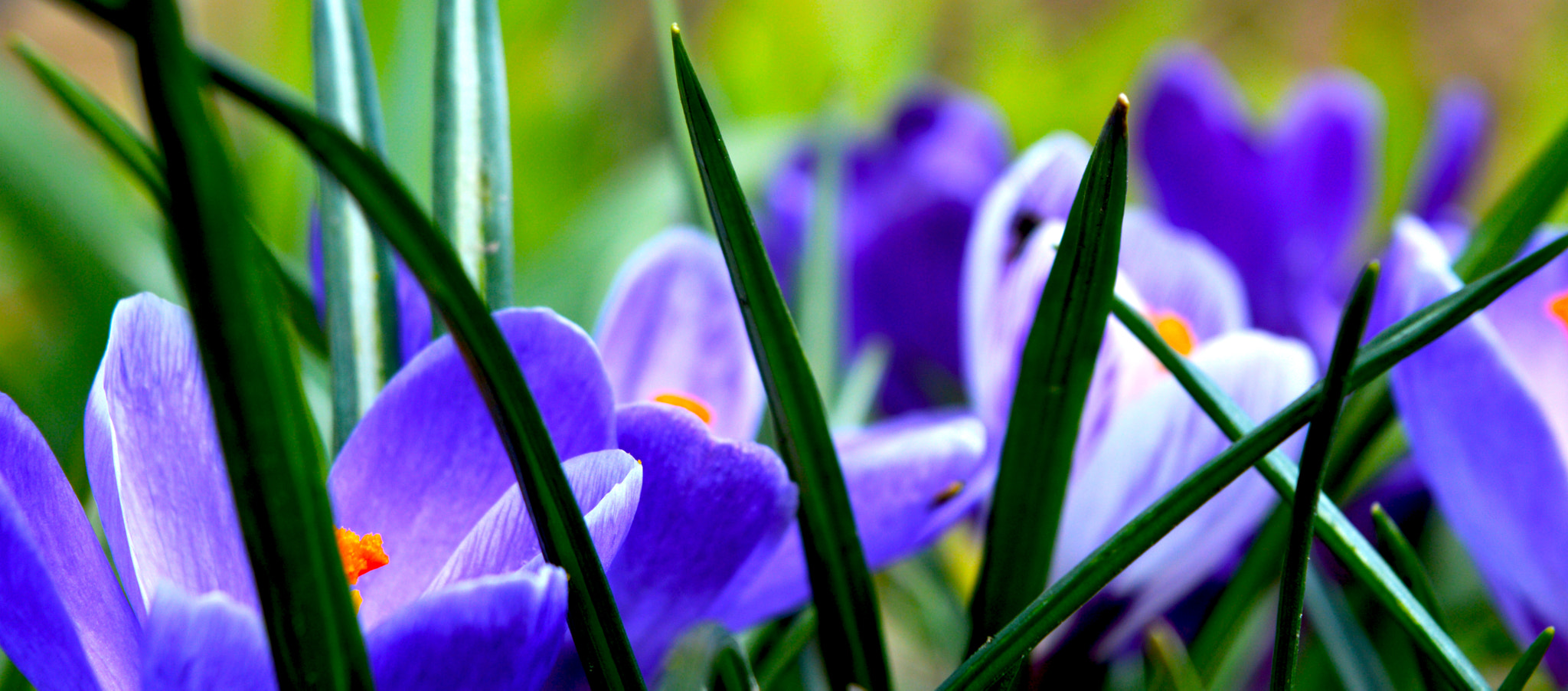 Nikon AF-Nikkor 80-200mm F2.8D ED sample photo. Crocus photography