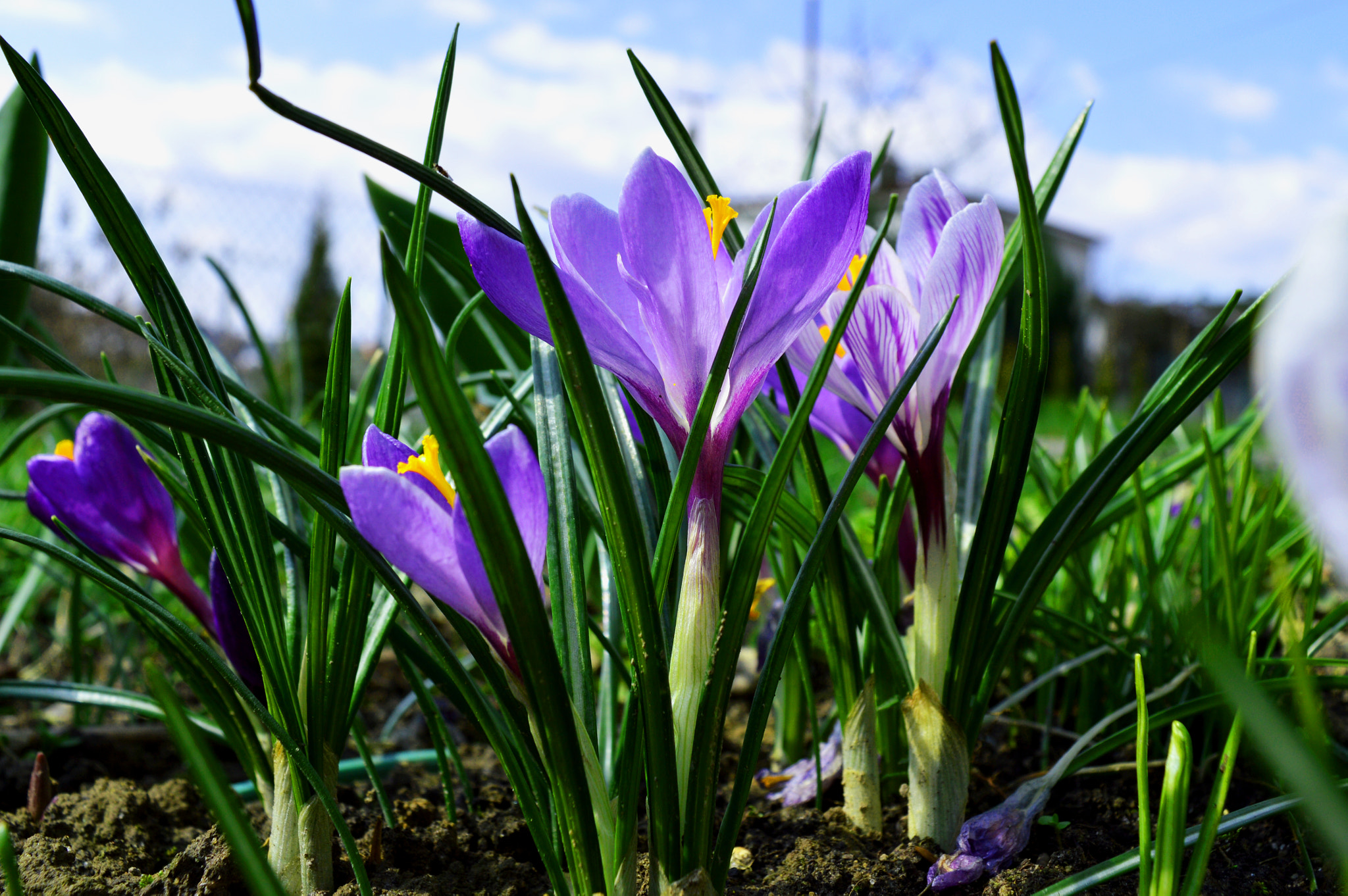 Nikon AF DX Fisheye-Nikkor 10.5mm F2.8G ED sample photo. Crocus photography