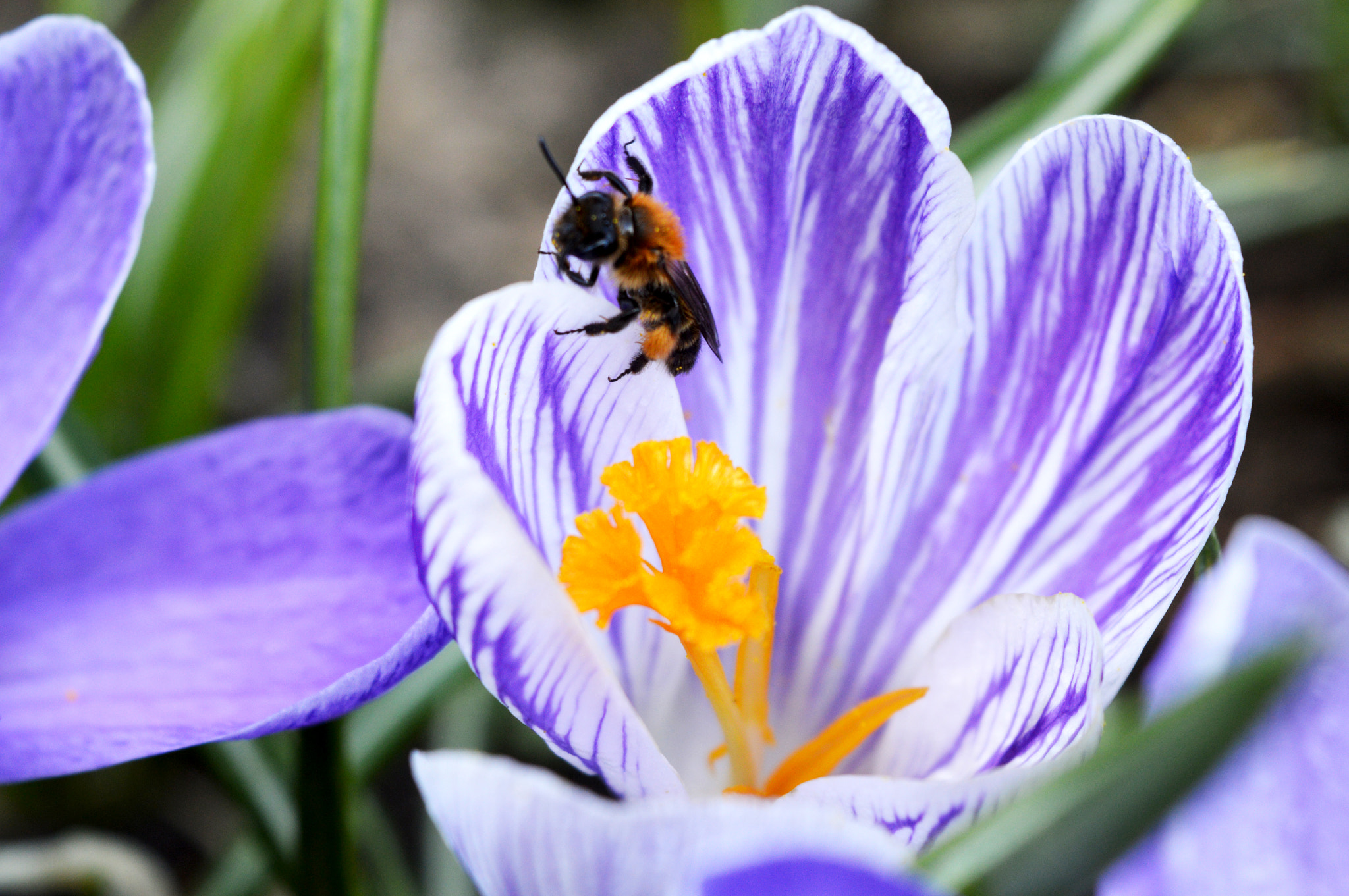 AF Zoom-Nikkor 35-80mm f/4-5.6D sample photo. Crocus photography