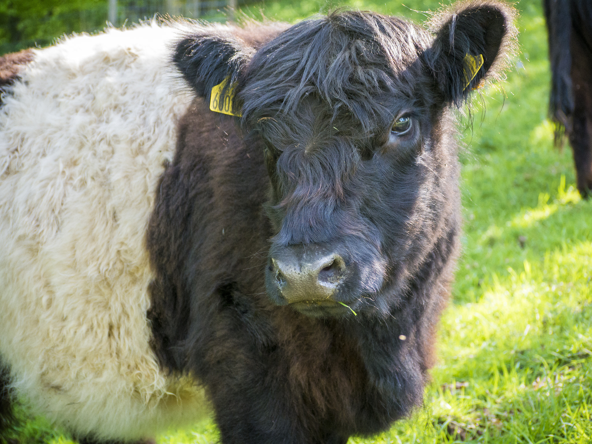 Panasonic Lumix G Vario 45-200mm F4-5.6 OIS sample photo. Cow photography