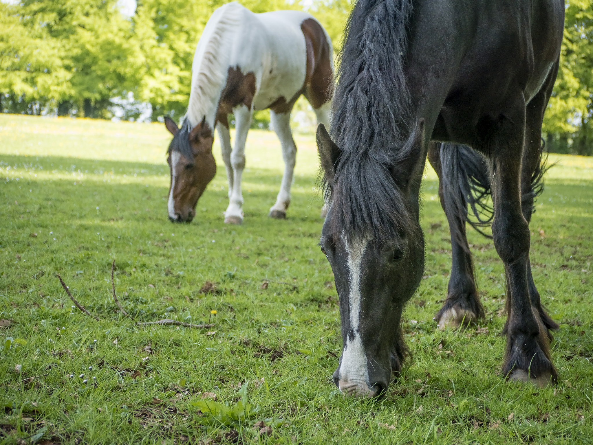 Panasonic Lumix G Vario 45-200mm F4-5.6 OIS sample photo. Horses photography