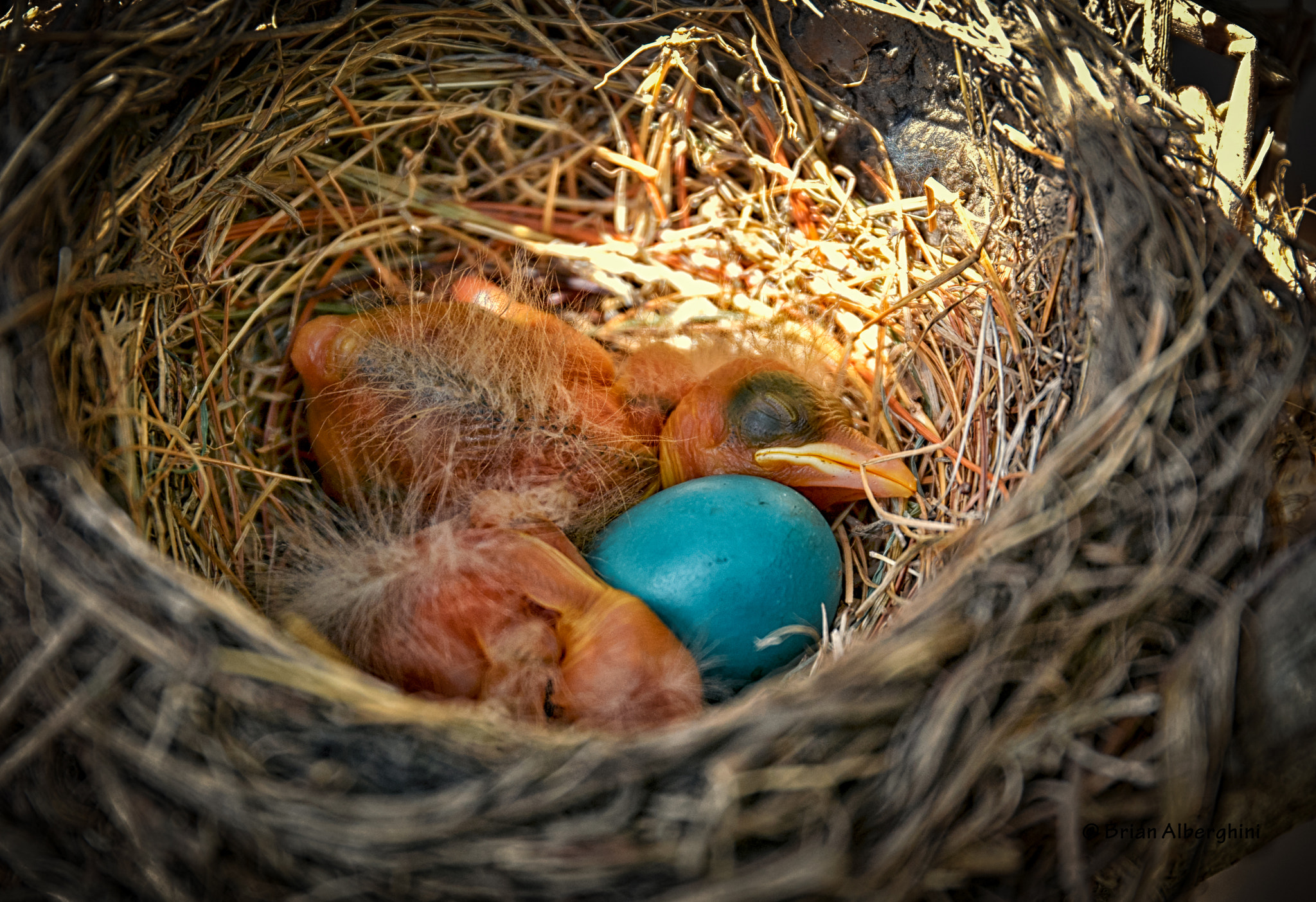 Nikon D7100 + Sigma 24-105mm F4 DG OS HSM Art sample photo. Baby robins photography