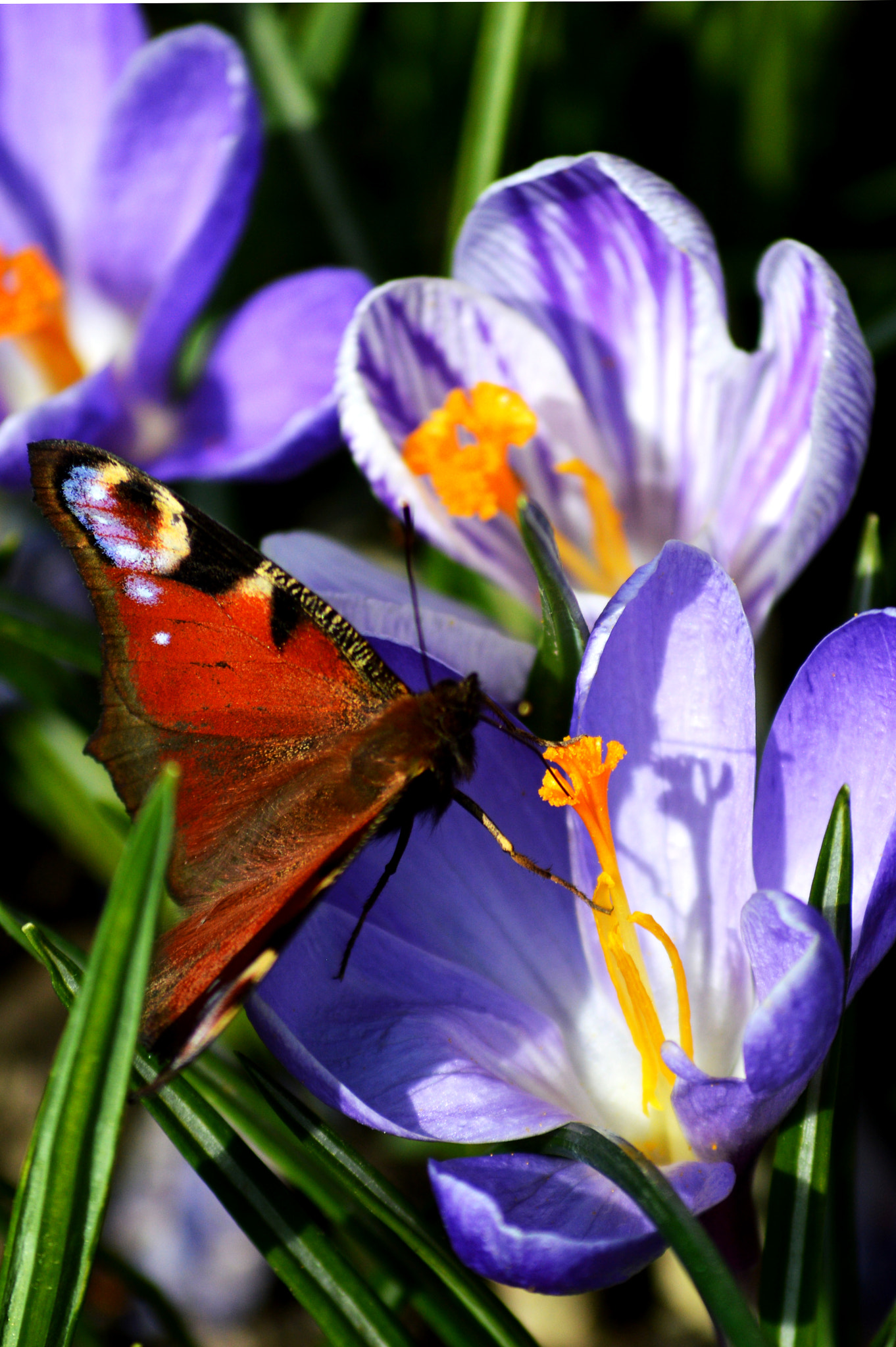 Nikon D3200 + AF Nikkor 28mm f/2.8 sample photo. Crocus photography