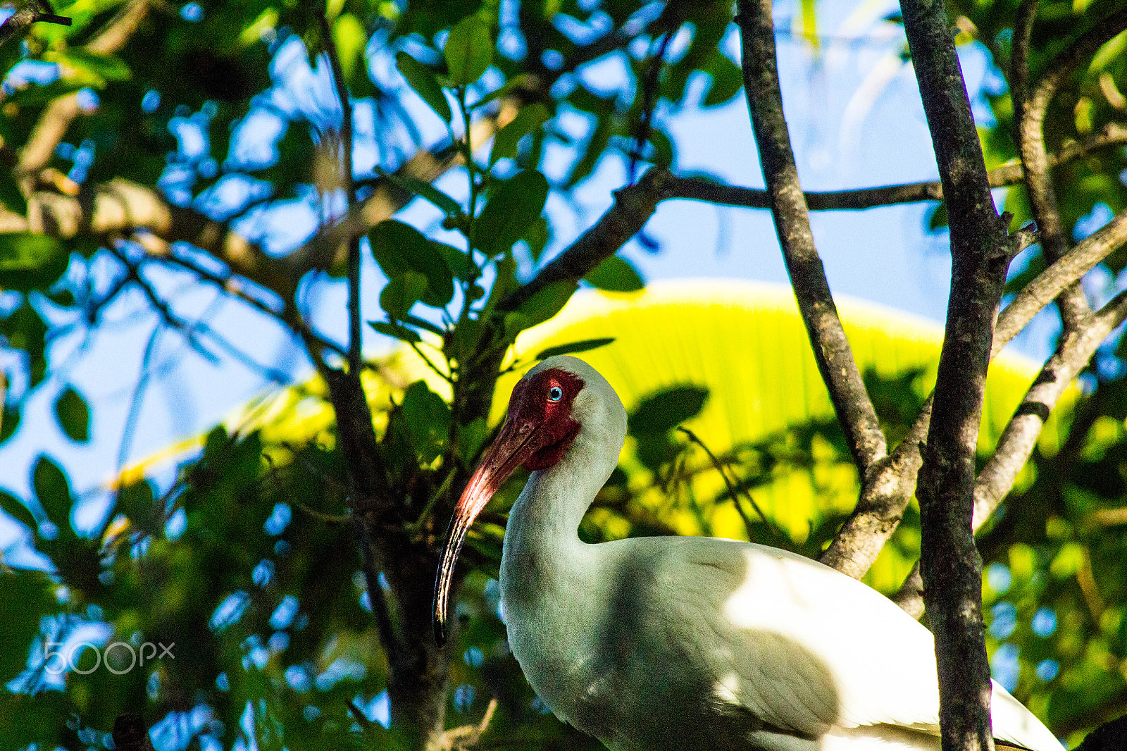 Canon EF 80-200mm f/4.5-5.6 USM sample photo. Strange bird photography