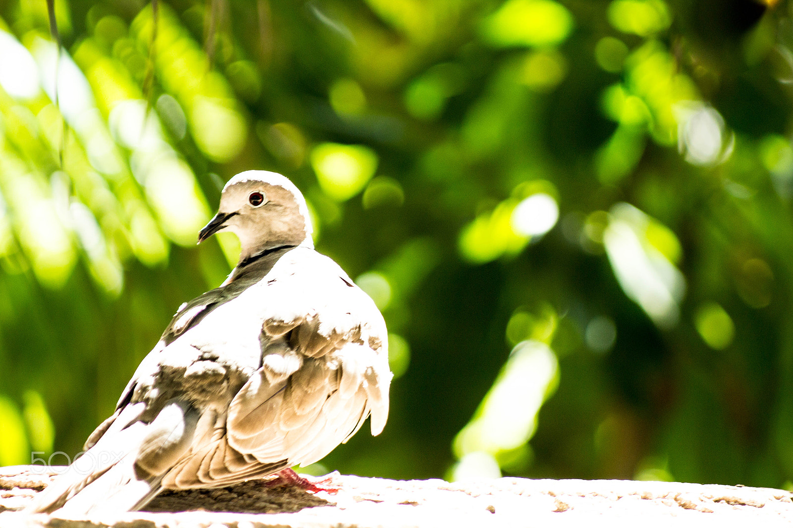 Canon EF 80-200mm f/4.5-5.6 USM sample photo. Little dove photography