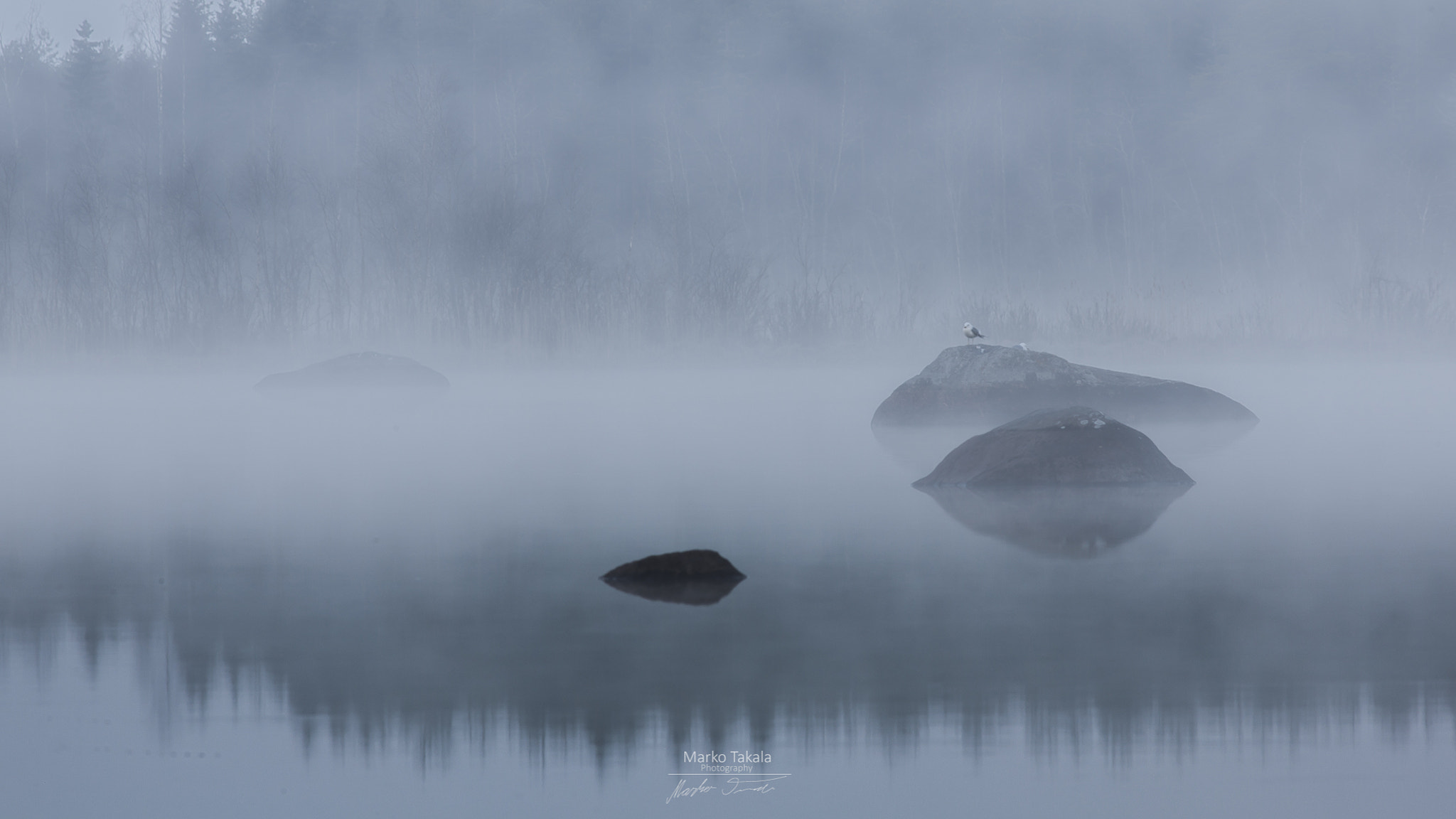Canon EOS 5D Mark II + Canon EF 400mm F5.6L USM sample photo. Misty morning photography