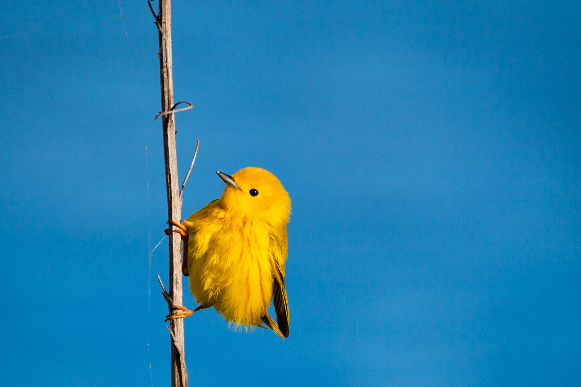 Canon EOS 5D Mark II + Sigma 150-600mm F5-6.3 DG OS HSM | C sample photo. Yellow warbler photography