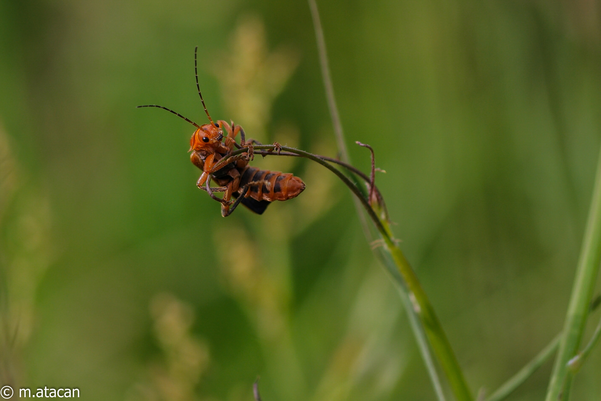 Samsung NX1 + NX 60mm F2.8 Macro sample photo. A bug life photography