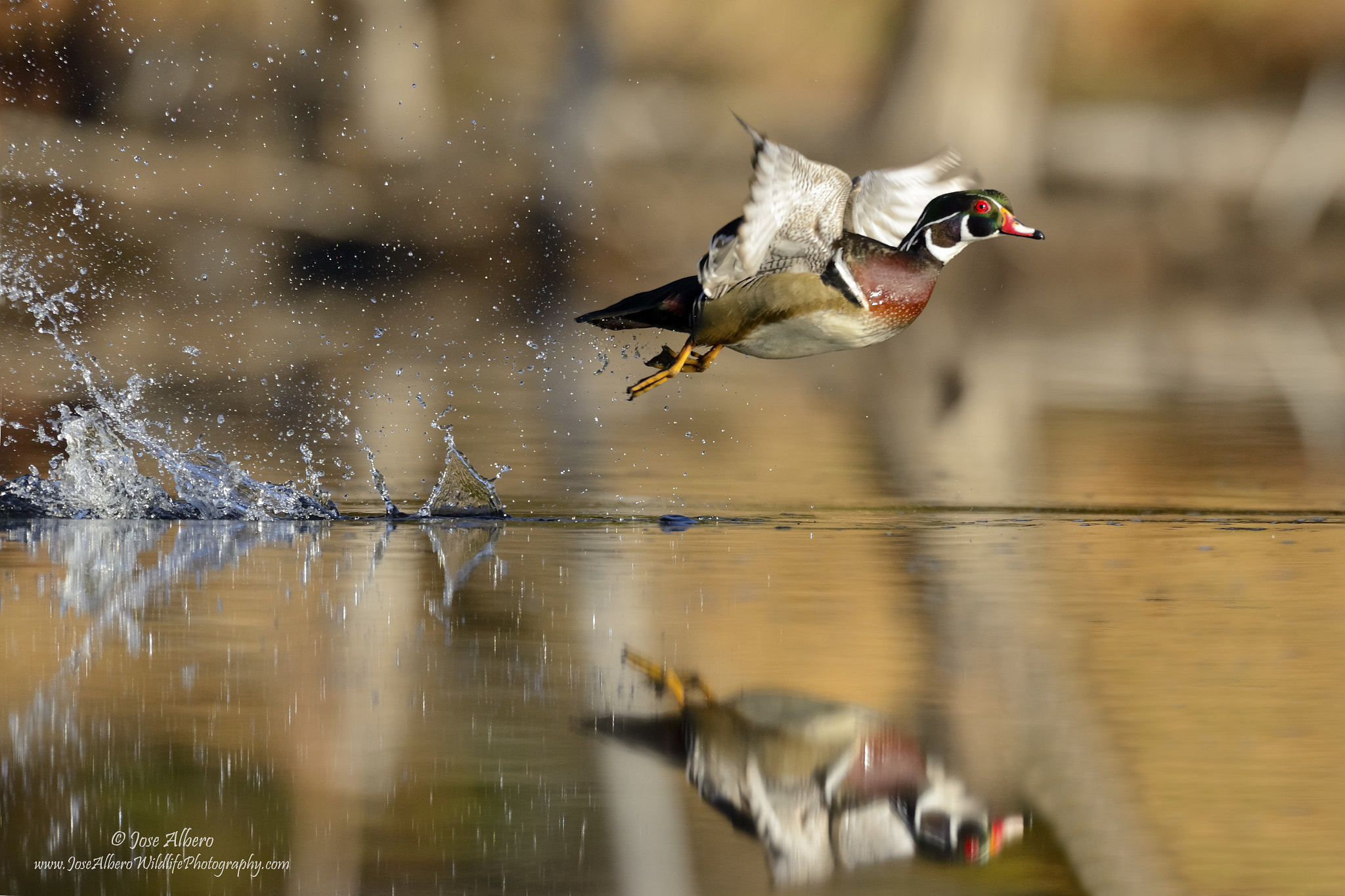 Nikon AF-S Nikkor 500mm F4D ED-IF II sample photo. Colorful take-off photography