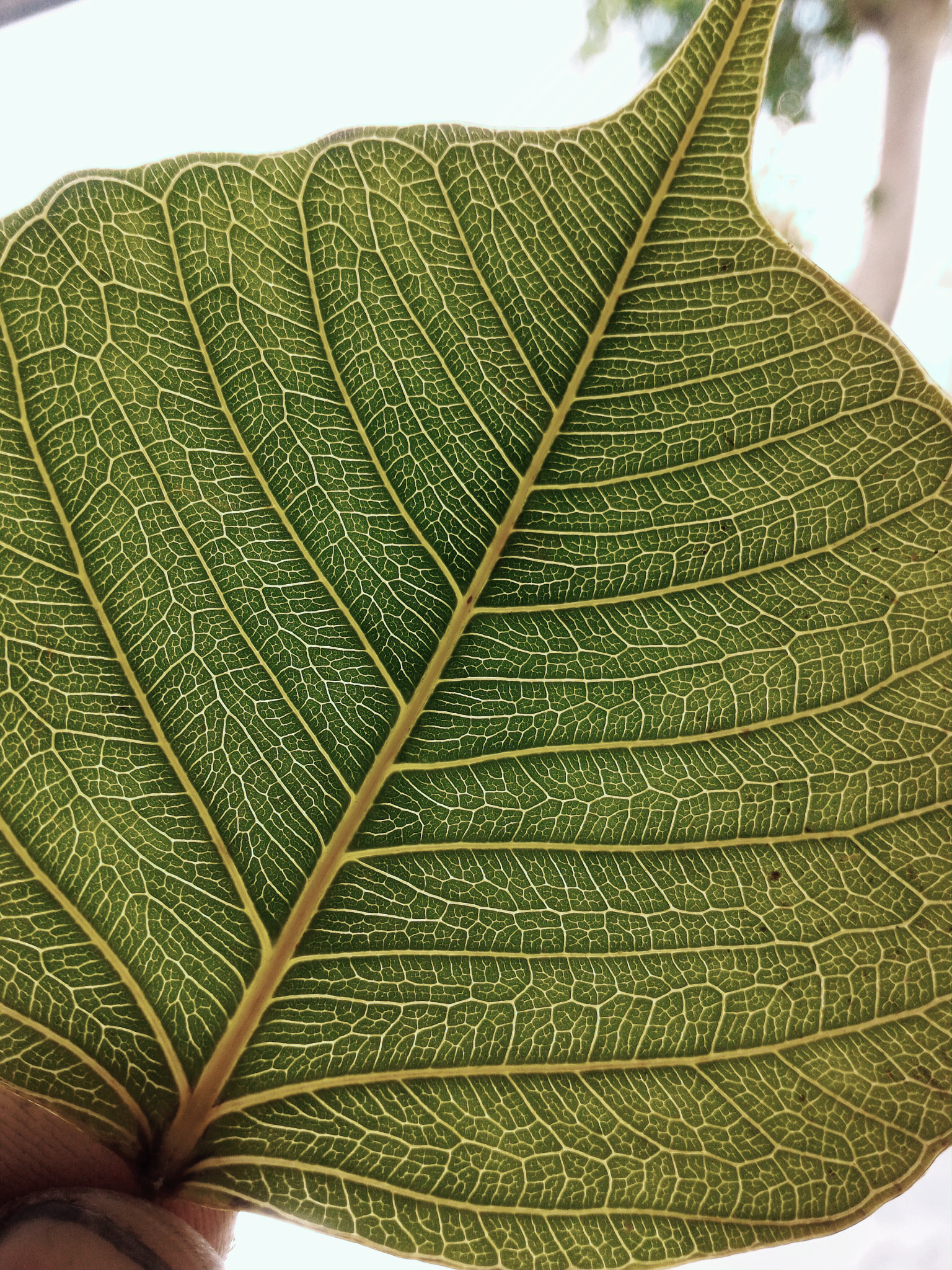 ASUS ZenFone 2 (ZE550ML) sample photo. Leaf photography