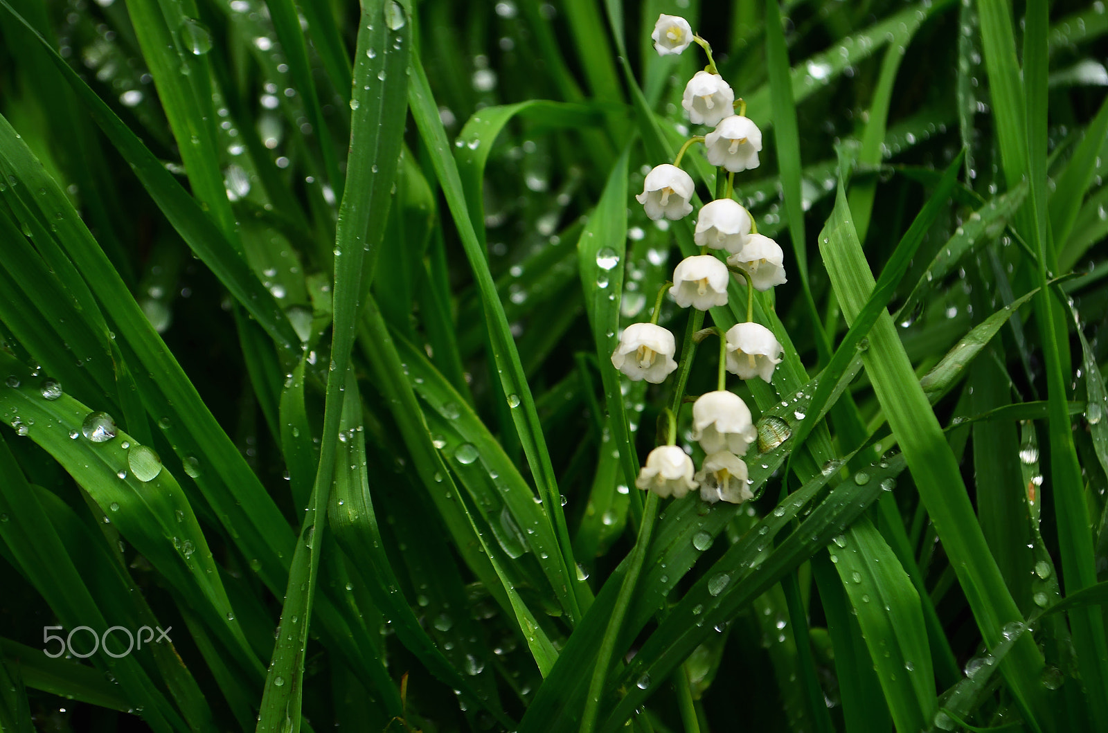 Nikon D5100 + Nikon AF Nikkor 85mm F1.8D sample photo. Spring drops photography