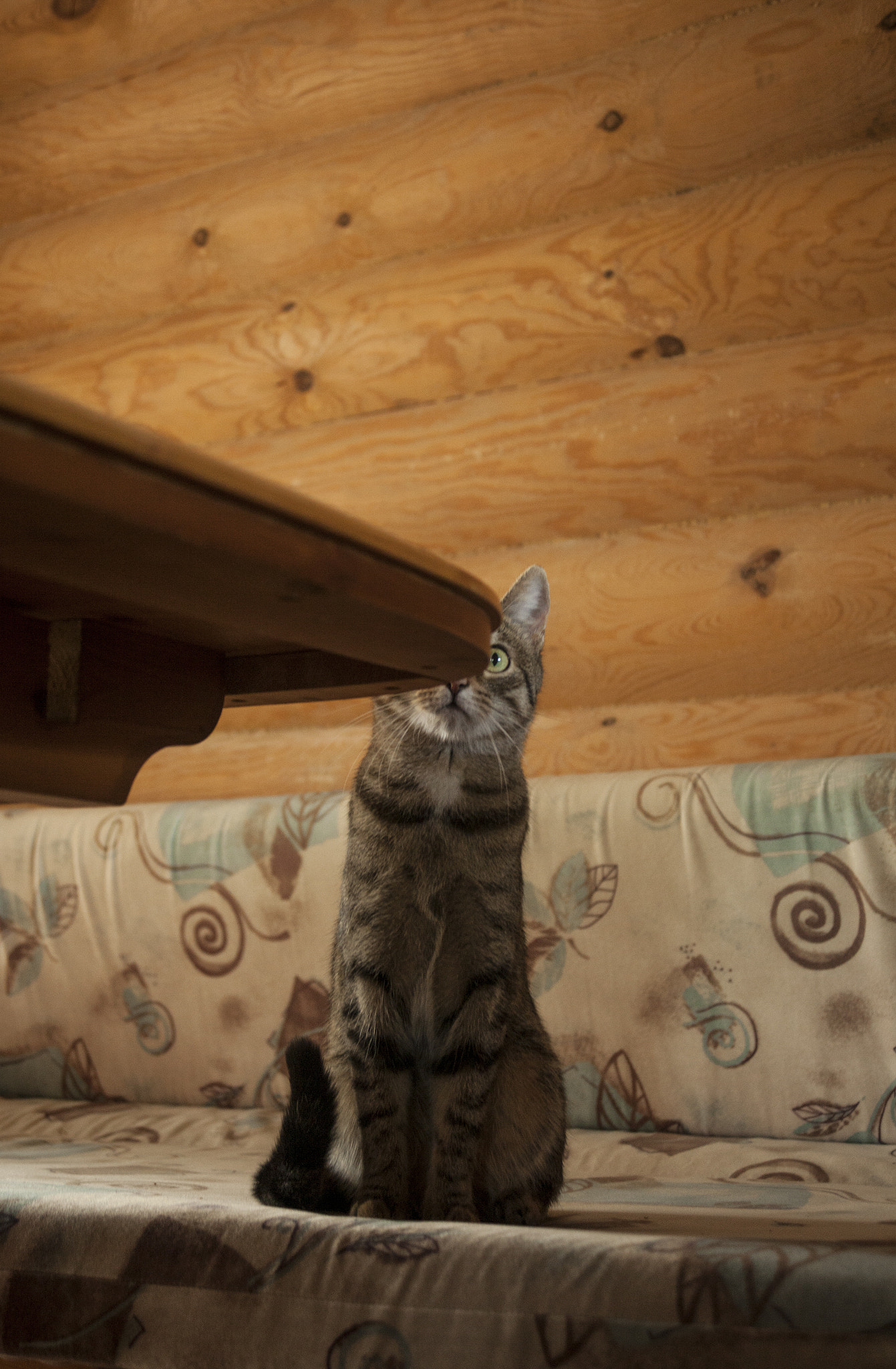 Canon EF 35-105mm f/3.5-4.5 sample photo. The cat hid photography