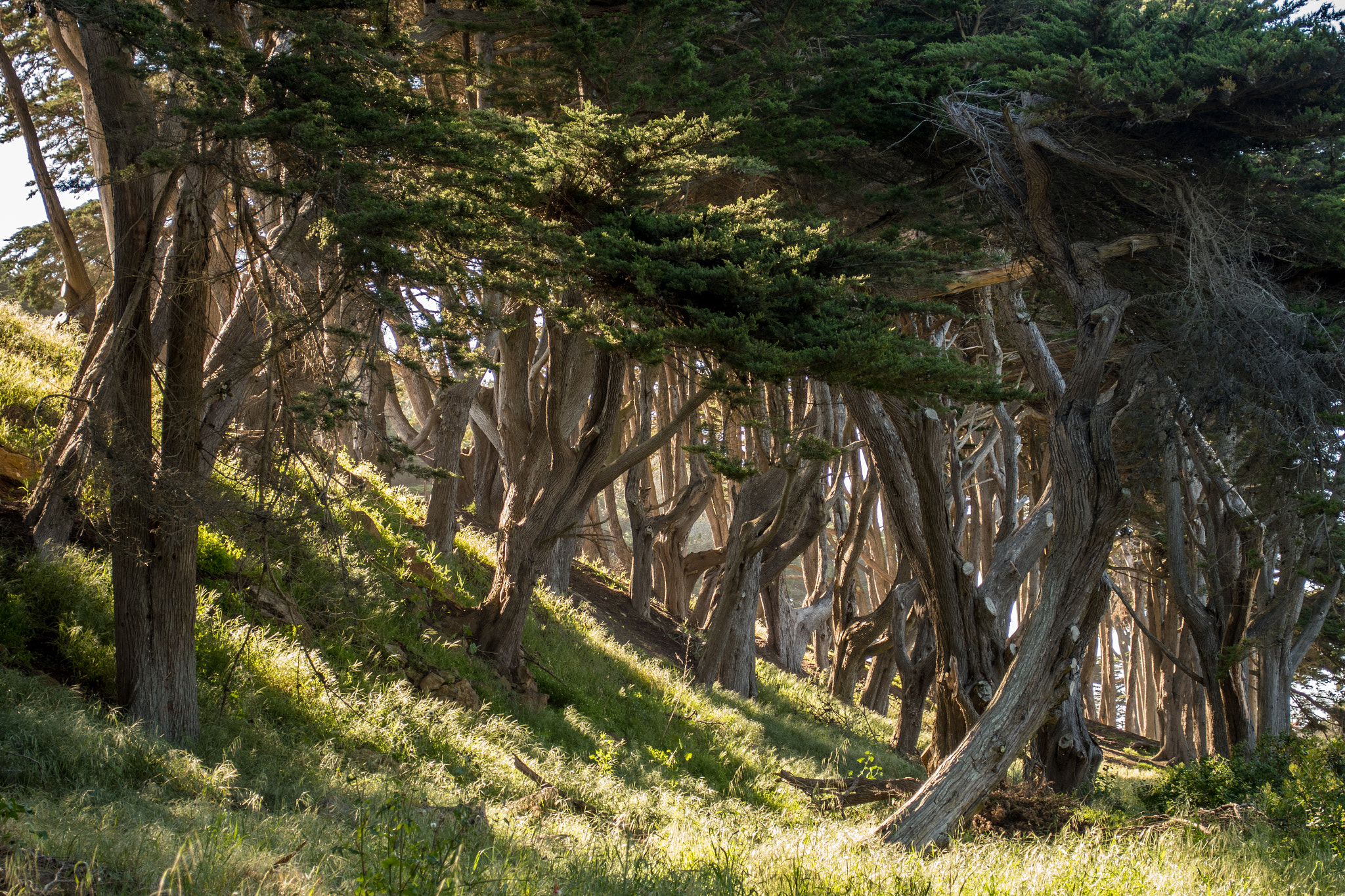 Nikon D500 sample photo. San francisco photography