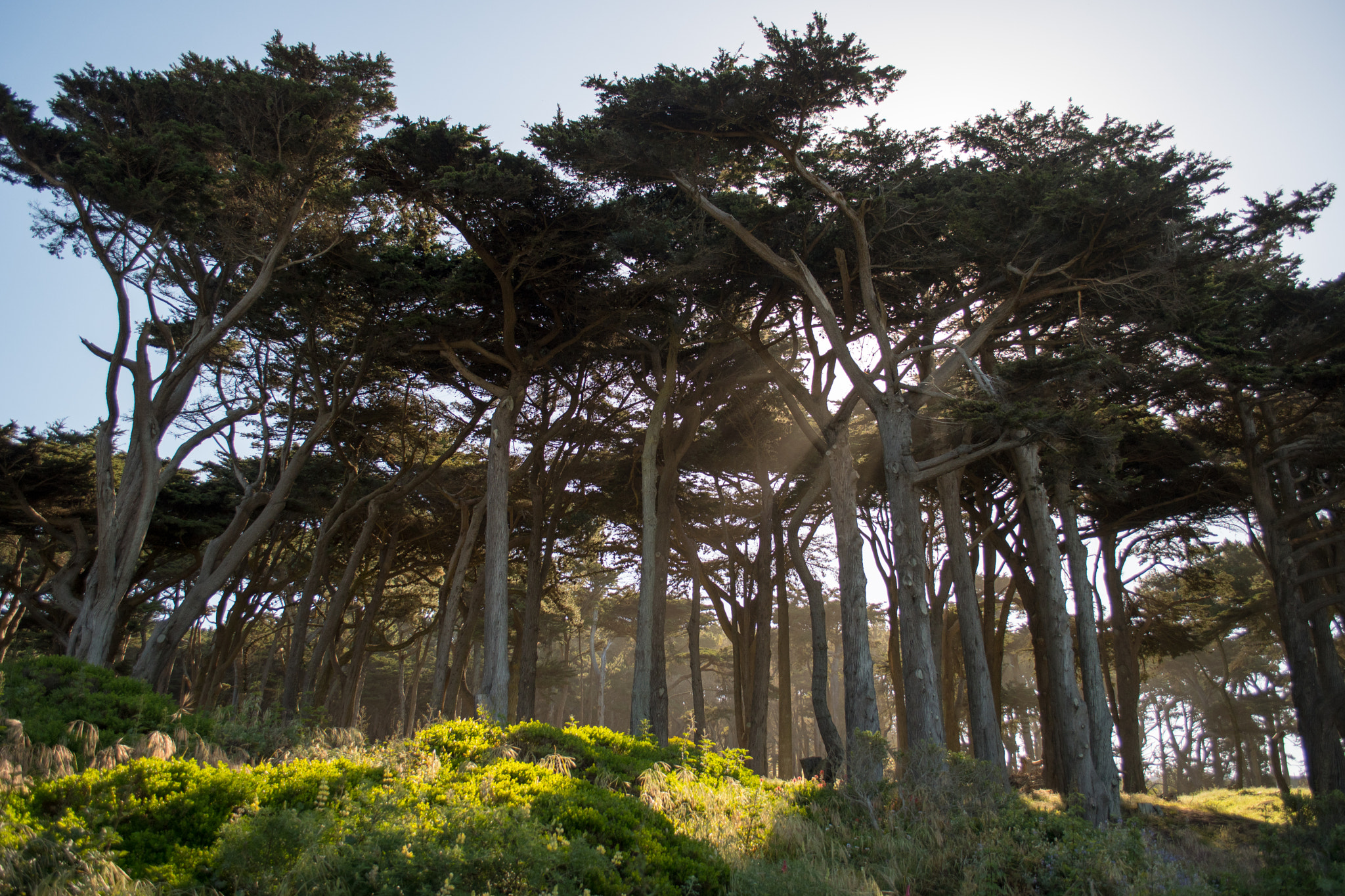 Nikon D500 sample photo. San francisco photography