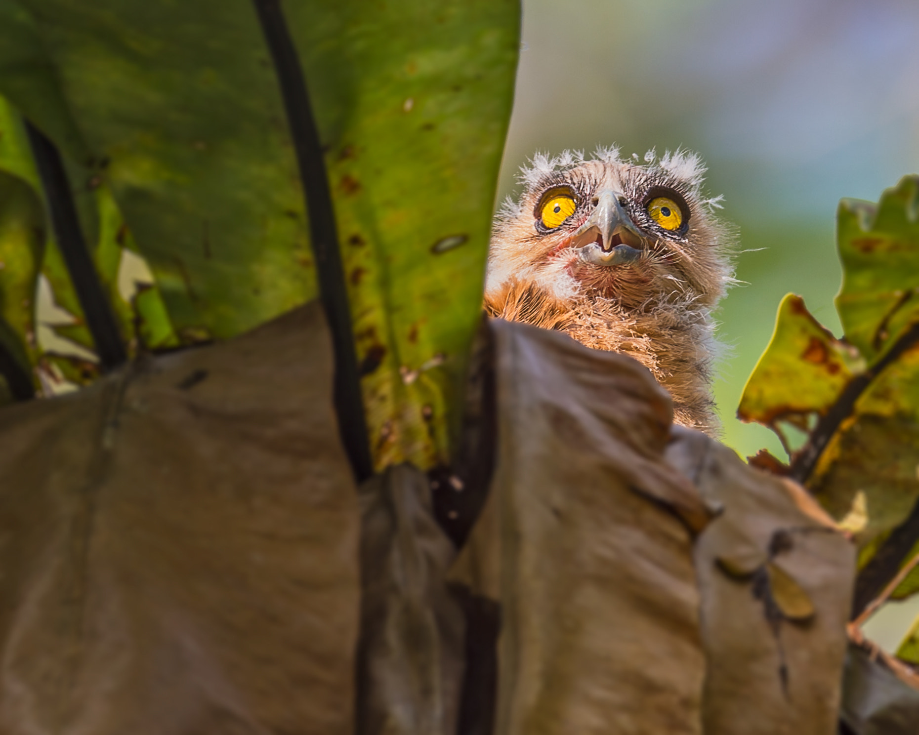 Nikon AF-S Nikkor 600mm F4E FL ED VR sample photo. মট মছপযচ buffy fish owl ketupa ketupu photography