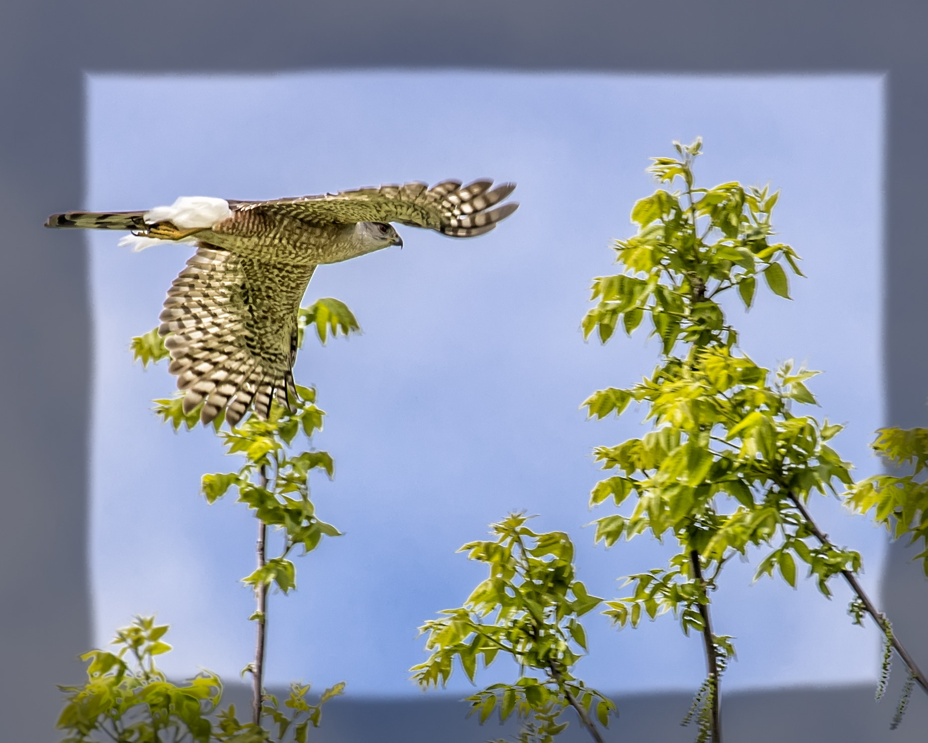 Canon EF 100-400mm F4.5-5.6L IS II USM sample photo. Hawk photography