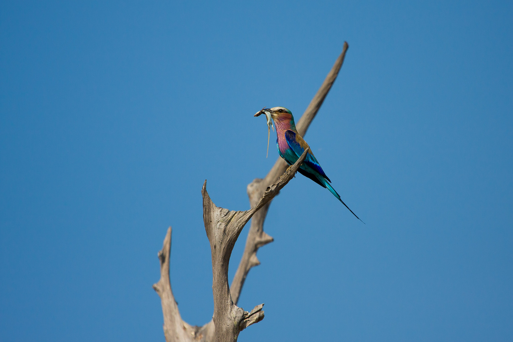 Canon EOS 40D + Canon EF 100-400mm F4.5-5.6L IS USM sample photo. Lilac breasted roller bird with a lizard photography