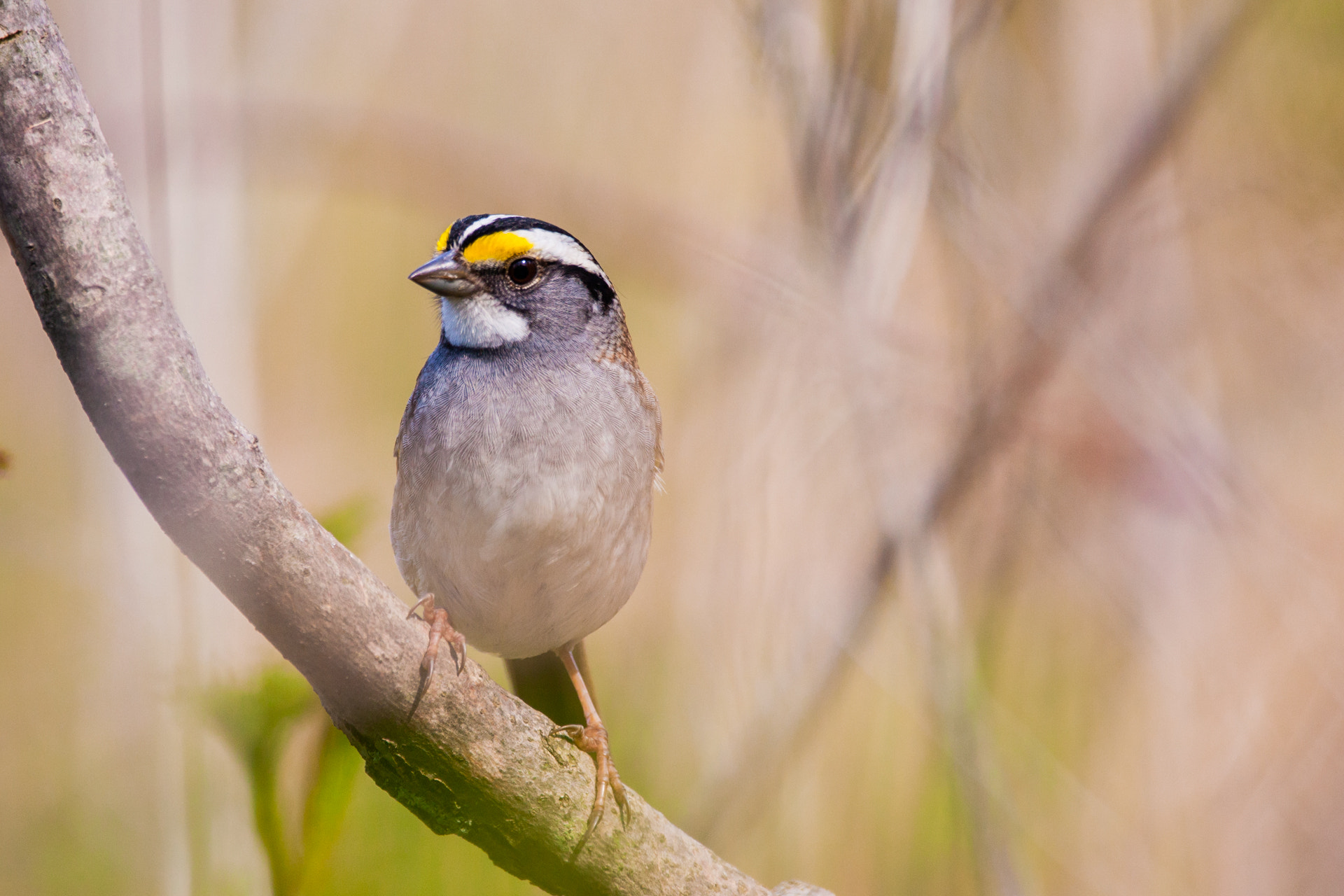 Canon EOS 5D Mark II + Sigma 150-600mm F5-6.3 DG OS HSM | C sample photo. White-throated sparrow photography