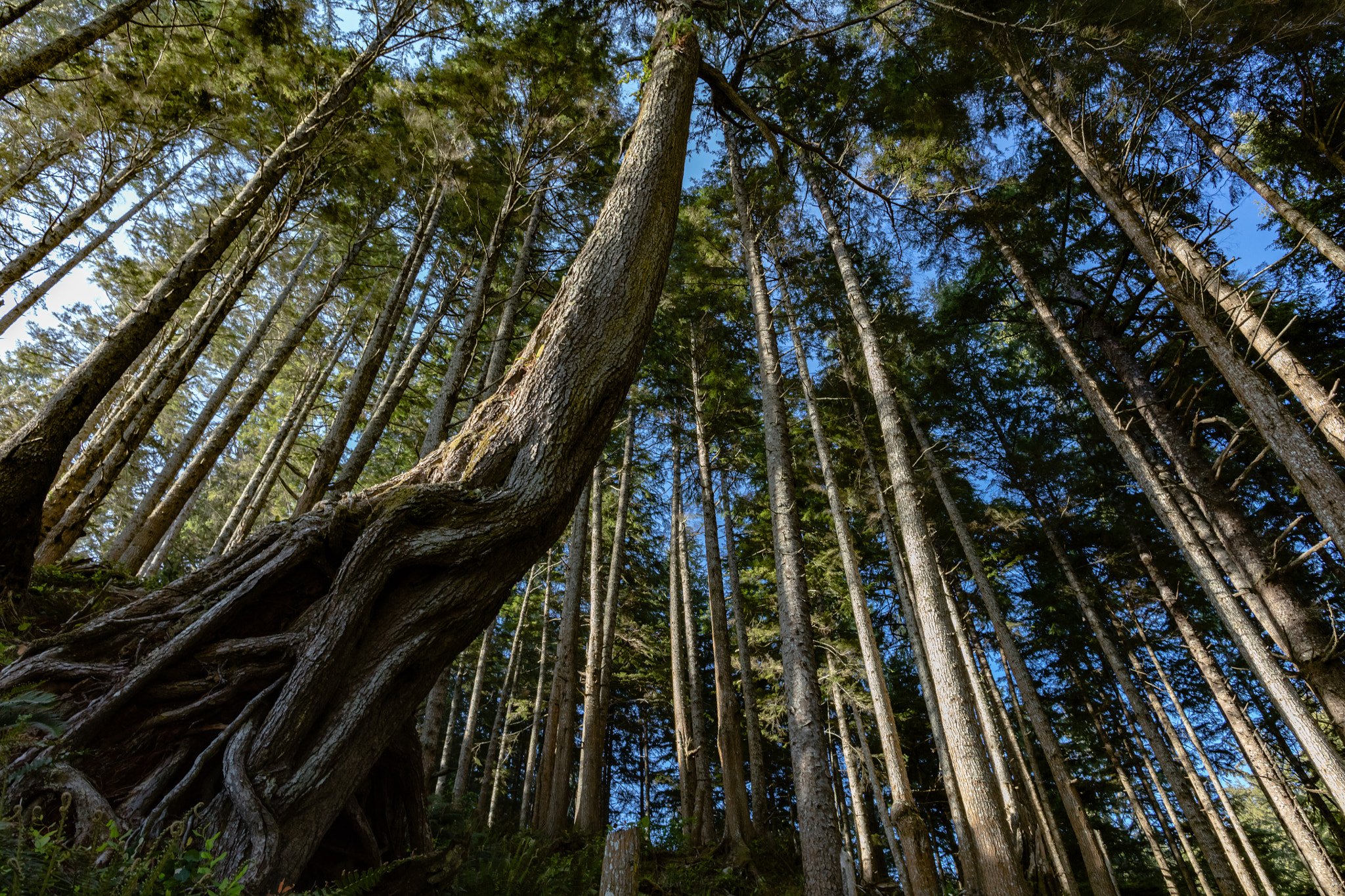 Canon EF 24mm F1.4L II USM sample photo. Looking up photography