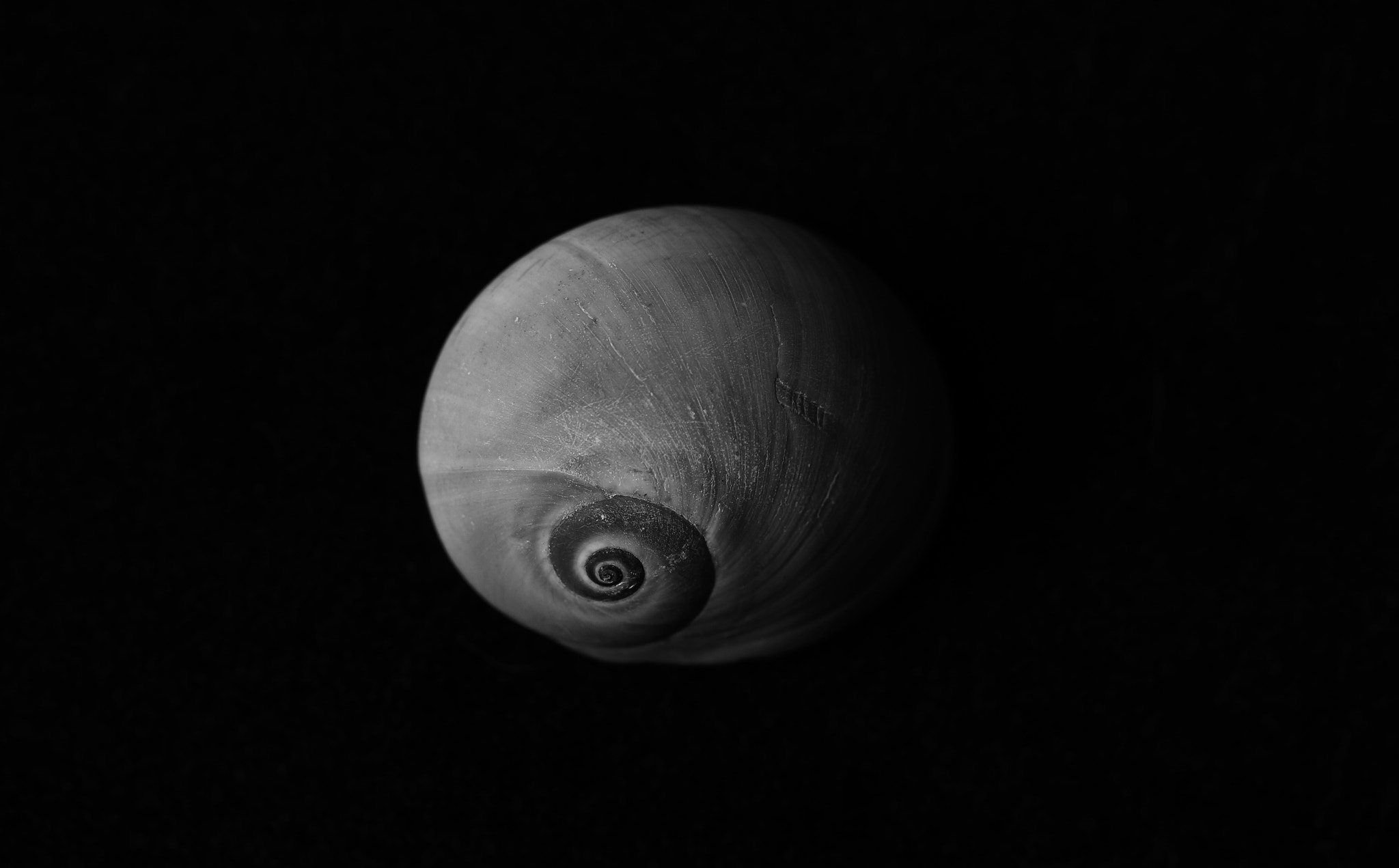 Tamron SP AF 60mm F2 Di II LD IF Macro sample photo. Shell 2 photography