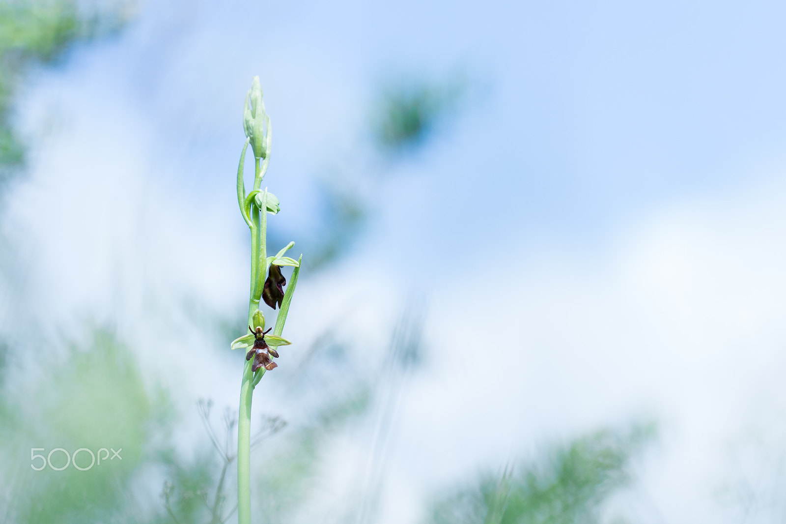 Canon EOS 650D (EOS Rebel T4i / EOS Kiss X6i) + Canon EF 100mm F2.8L Macro IS USM sample photo. Wahou ! une mouche ... photography