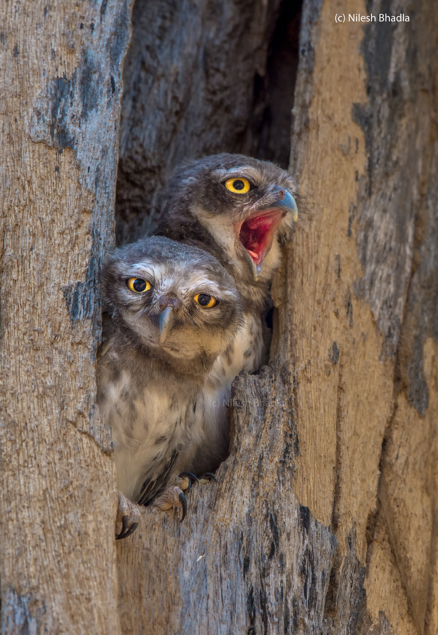 Nikon AF-S Nikkor 200-500mm F5.6E ED VR sample photo. Spottedowlet yawning photography