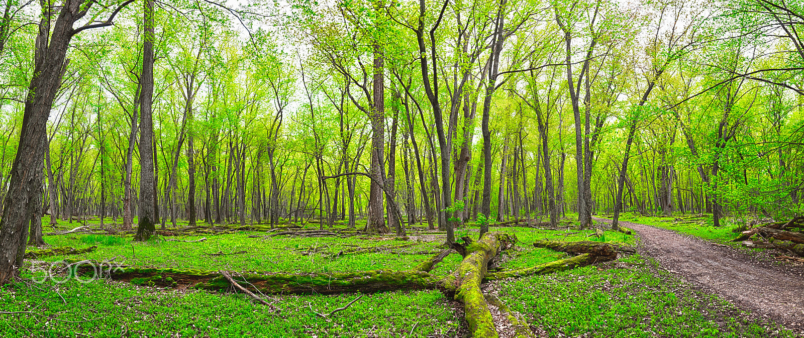 Sigma 18-35mm f/1.8 DC HSM sample photo. Sand point trail frontenac, minnesota panorama photography