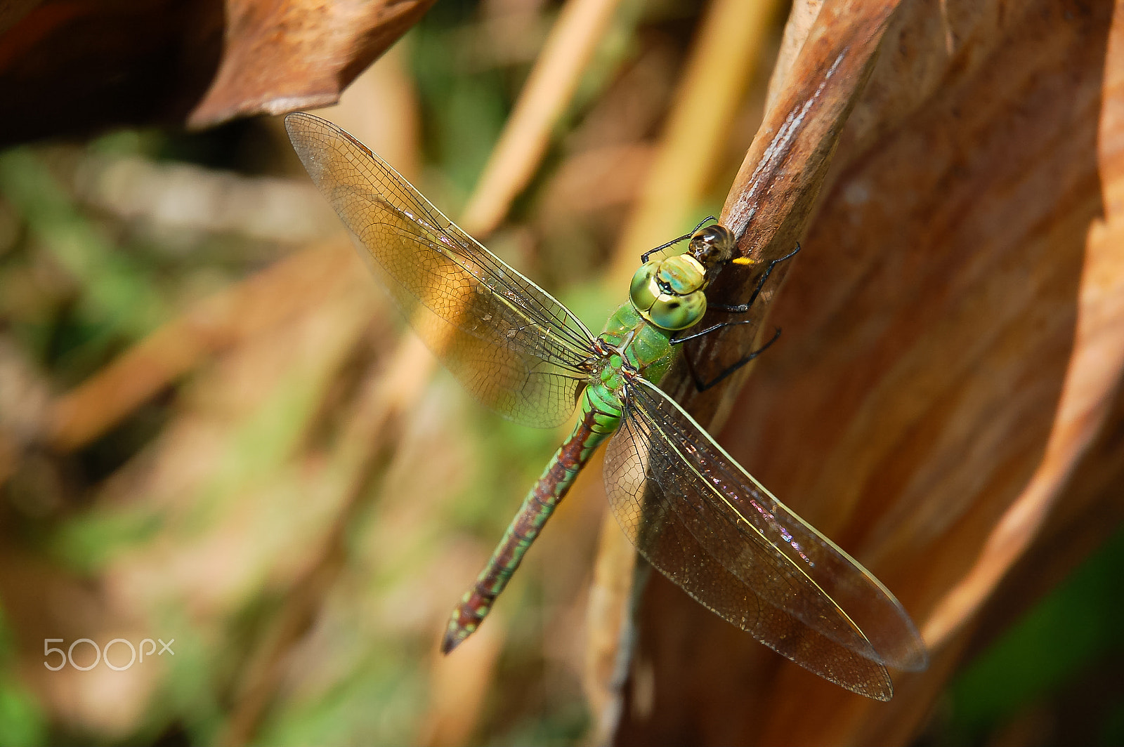 Nikon D50 sample photo. The great hunter photography