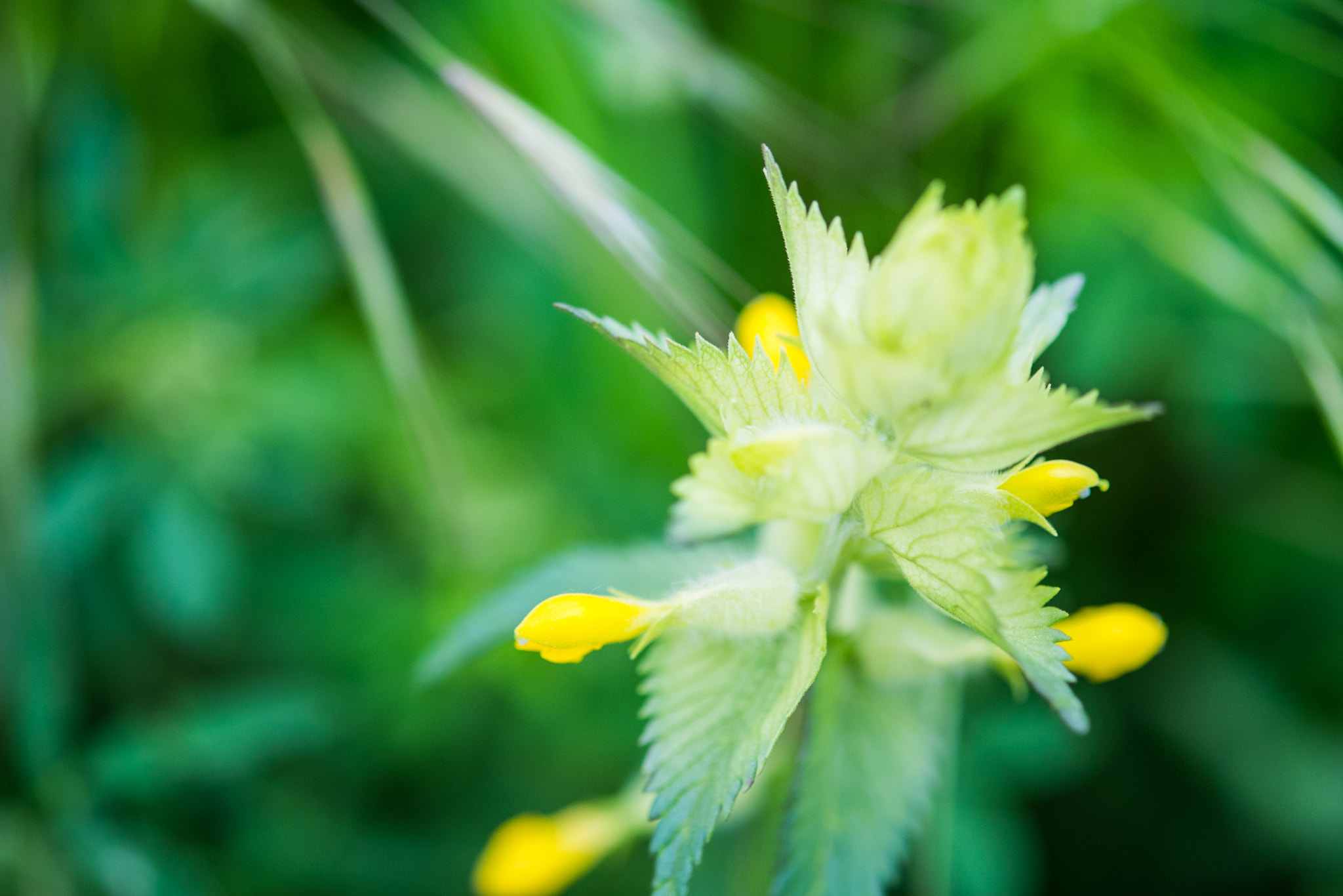Fujifilm X-E1 + Fujifilm XF 60mm F2.4 R Macro sample photo