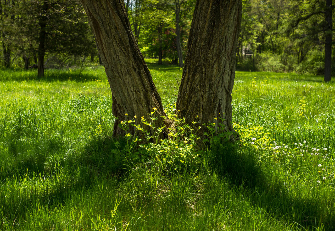 Summilux-M 1:1.4/50 sample photo. Convergence to flowers photography