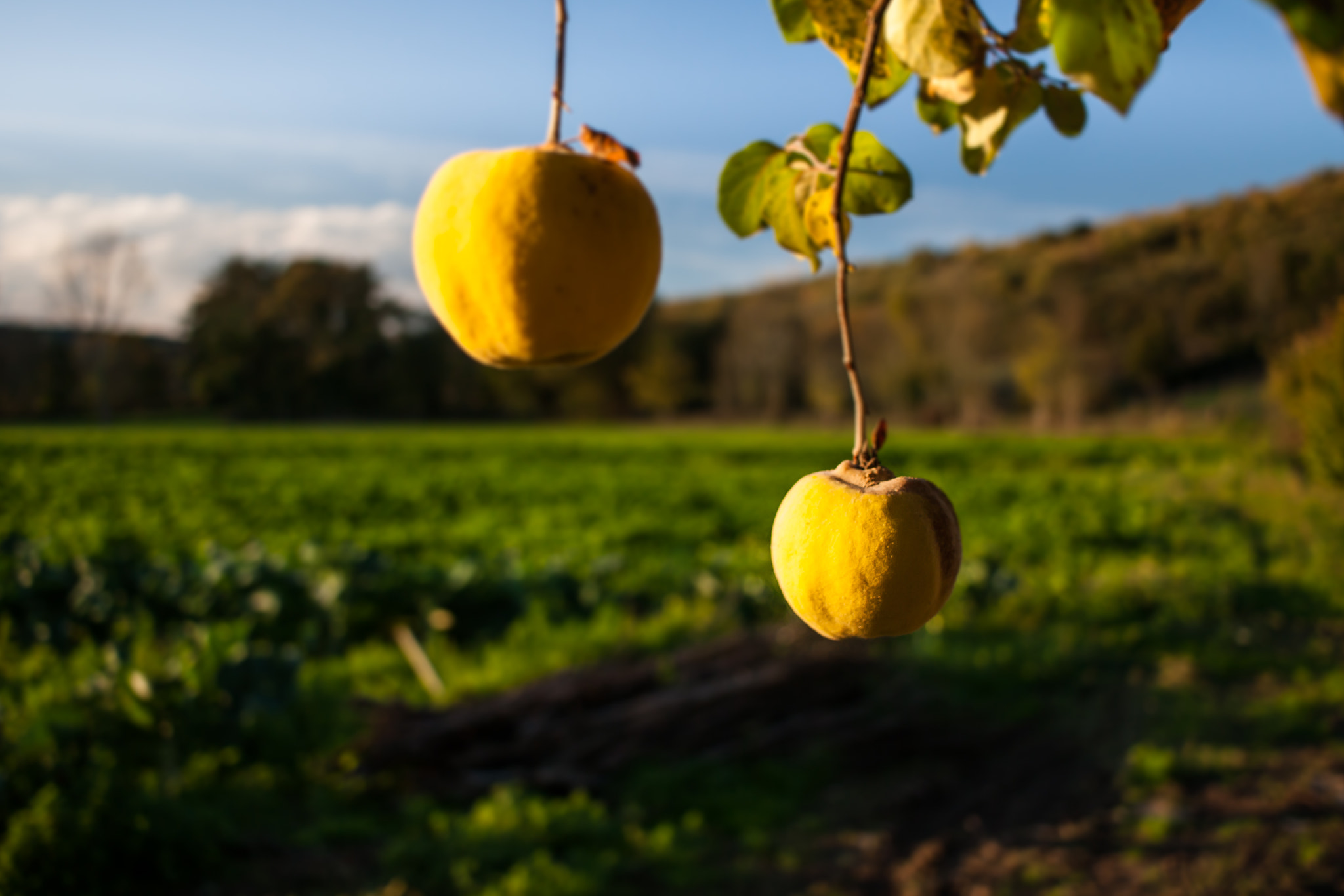 Canon EF-S 24mm F2.8 STM sample photo. Ready photography