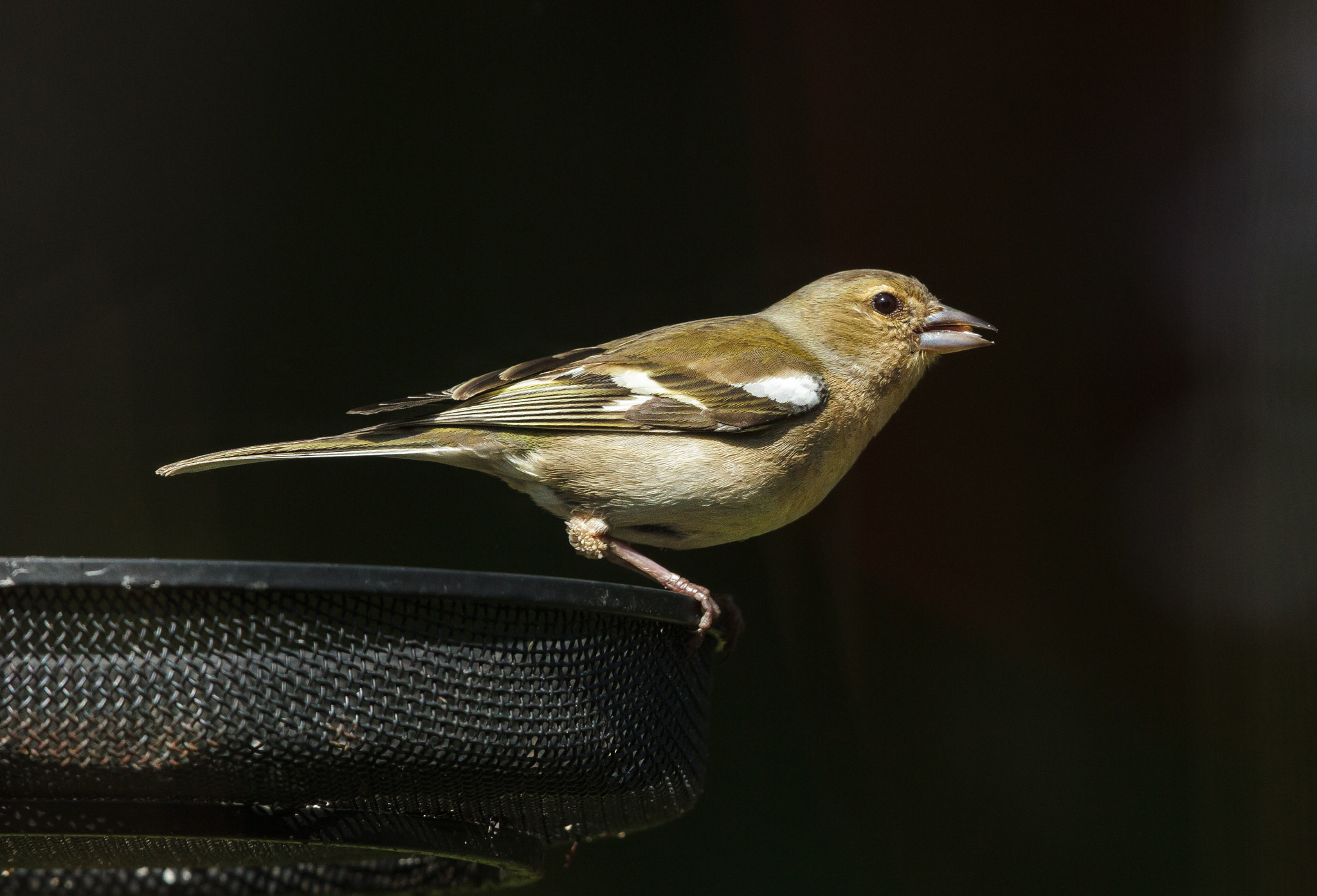 Canon EOS 7D + Canon EF 500mm F4L IS II USM sample photo. Common chaffinch female photography
