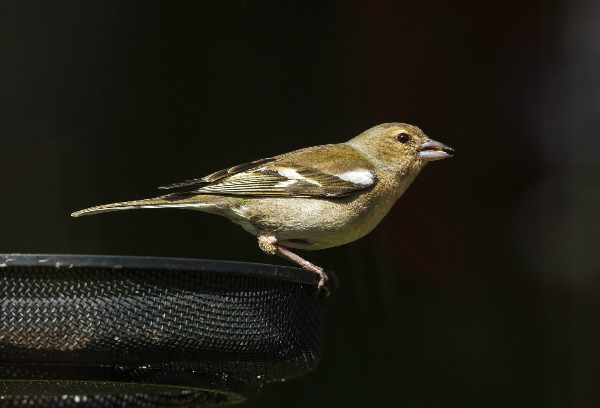 Canon EF 500mm F4L IS II USM sample photo. Common chaffinch female photography