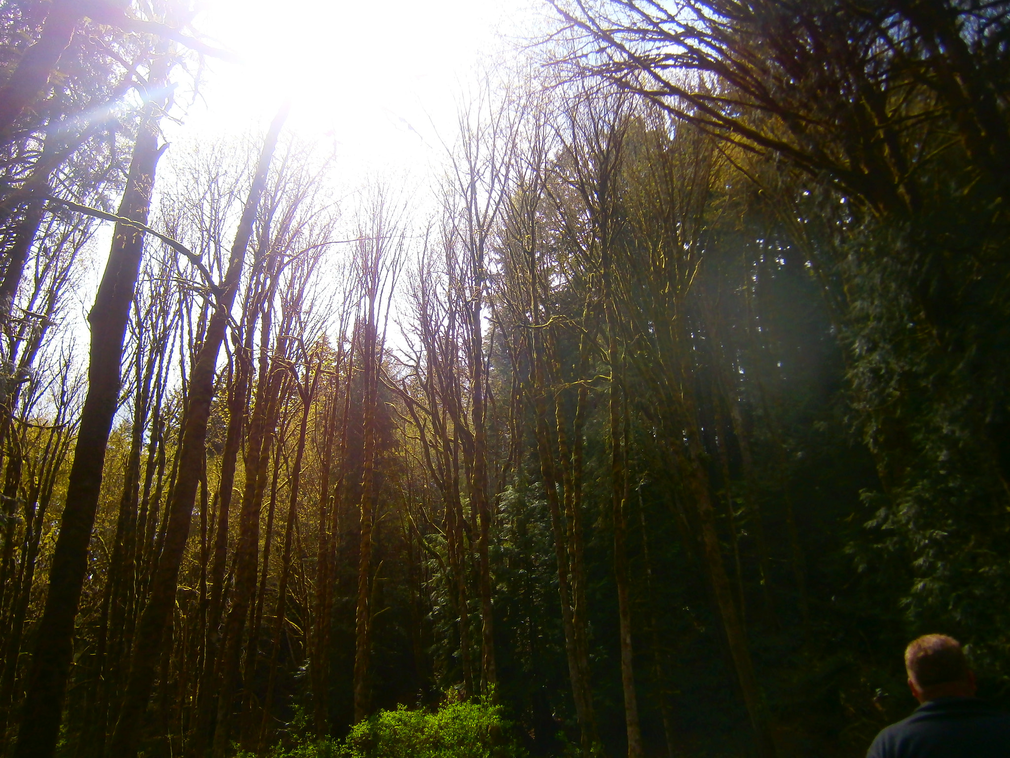 Olympus VG120,D705 sample photo. Forest photography