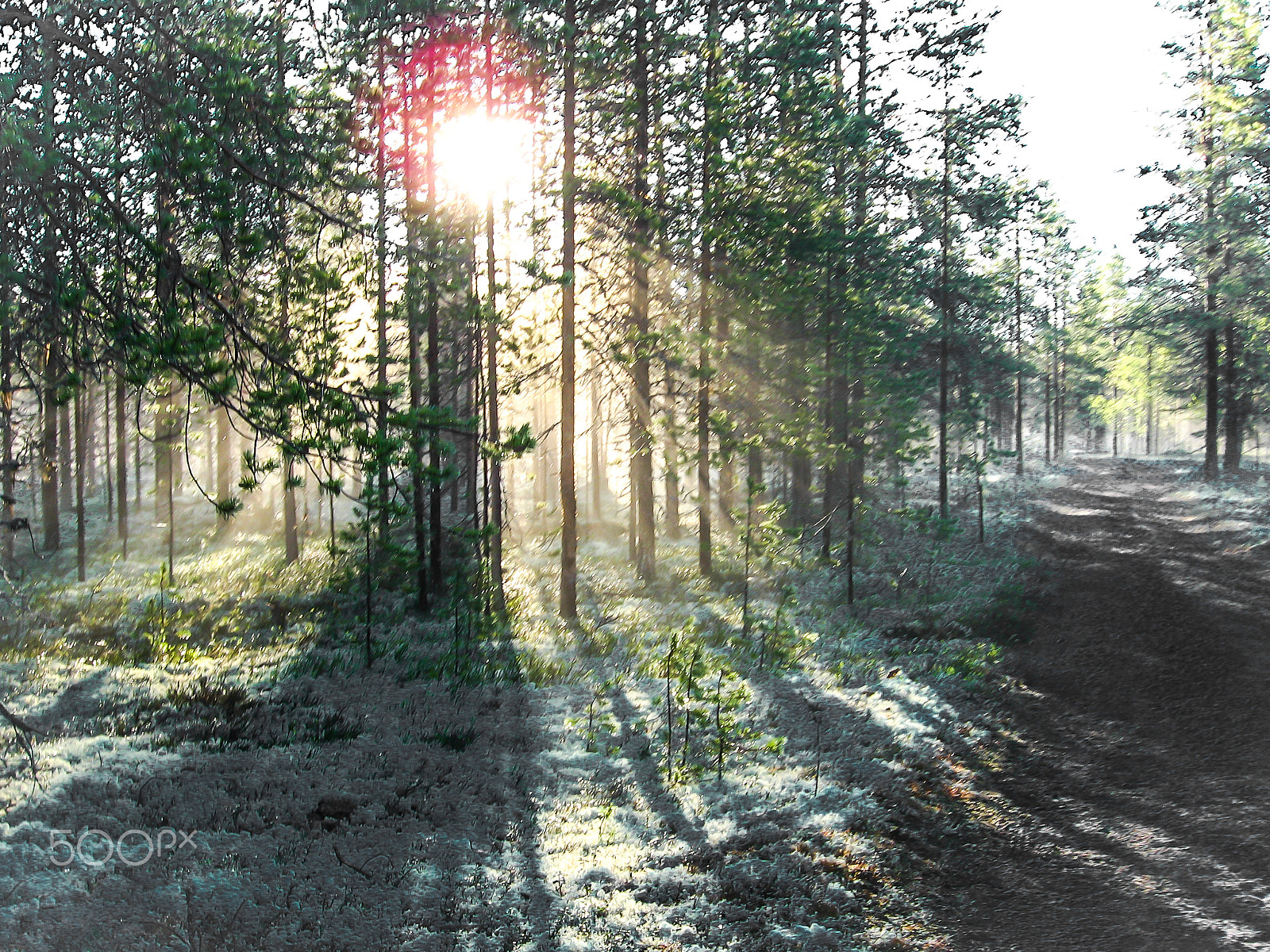 Canon POWERSHOT A540 sample photo. Morning in a pine forest photography