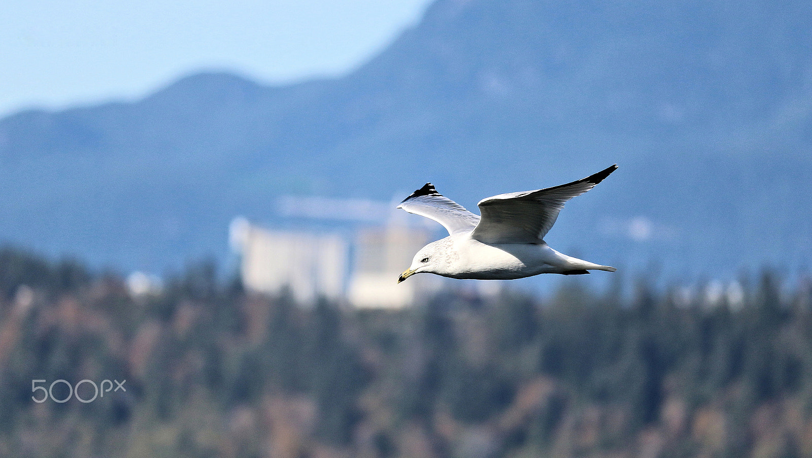 Canon EF-S 55-250mm F4-5.6 IS STM sample photo. Bird in the air photography