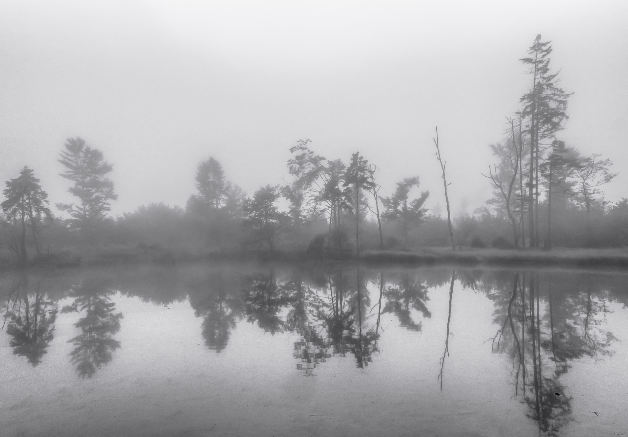 Olympus Zuiko Digital ED 12-60mm F2.8-4.0 SWD sample photo. Lost in the swamps photography