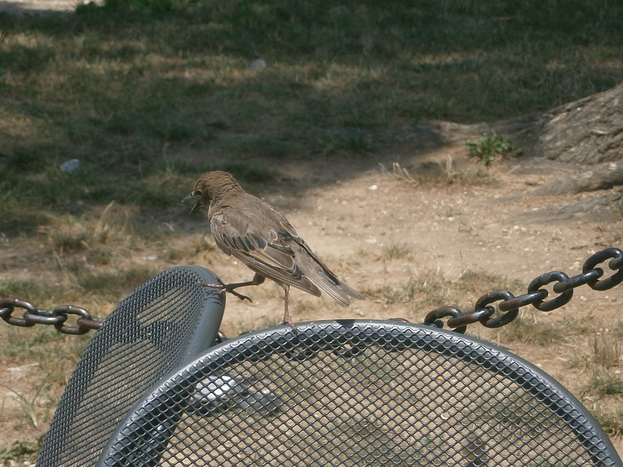 Olympus VG120,D705 sample photo. Bird hop photography