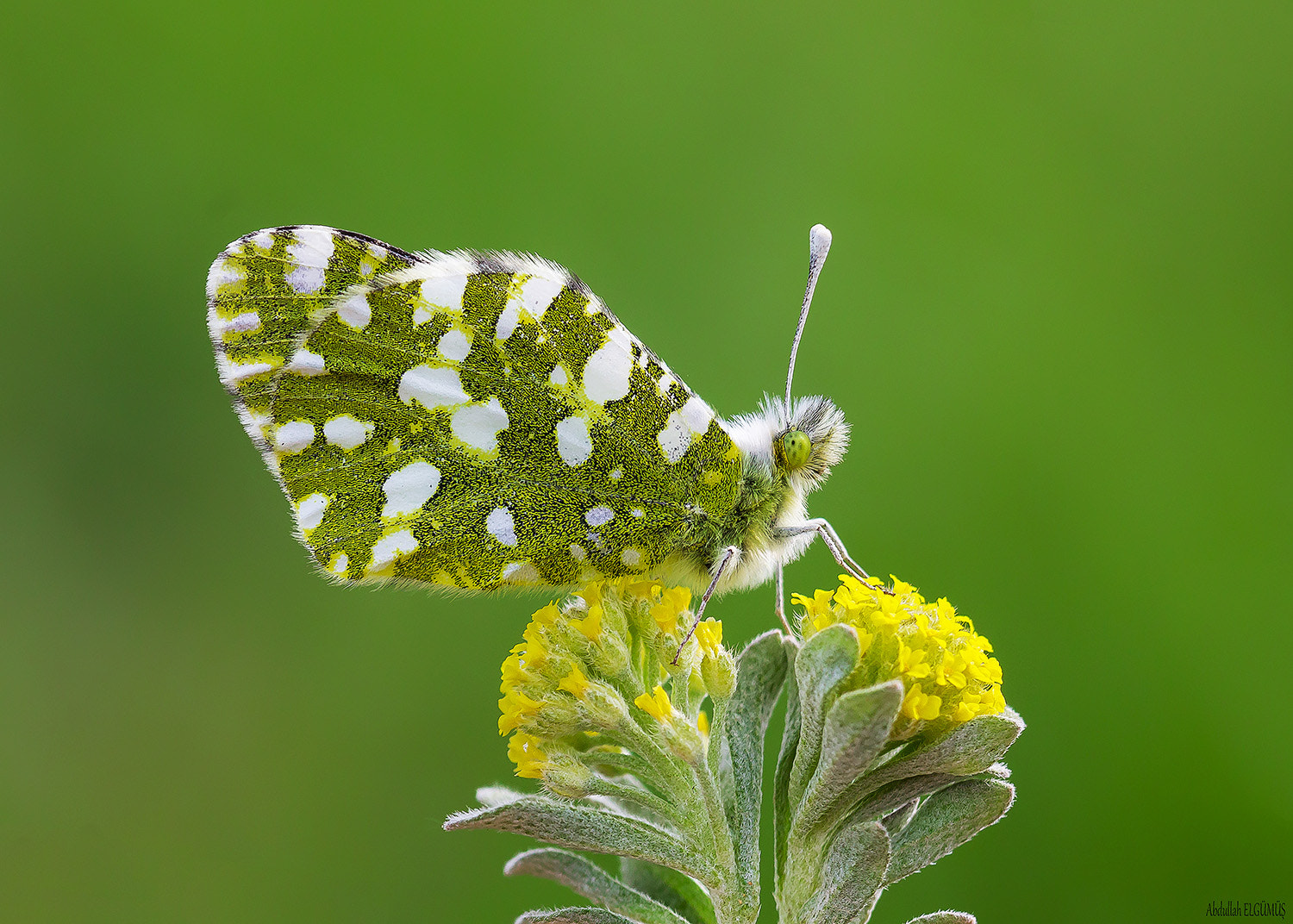 Canon EF 100mm F2.8 Macro USM sample photo. Dağ oyklösü / euchloe ausonia photography