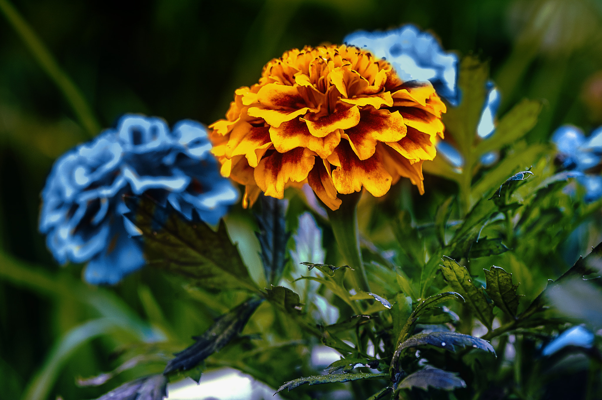 Nikon D300 + AF Micro-Nikkor 105mm f/2.8 sample photo. Чернобривцы photography