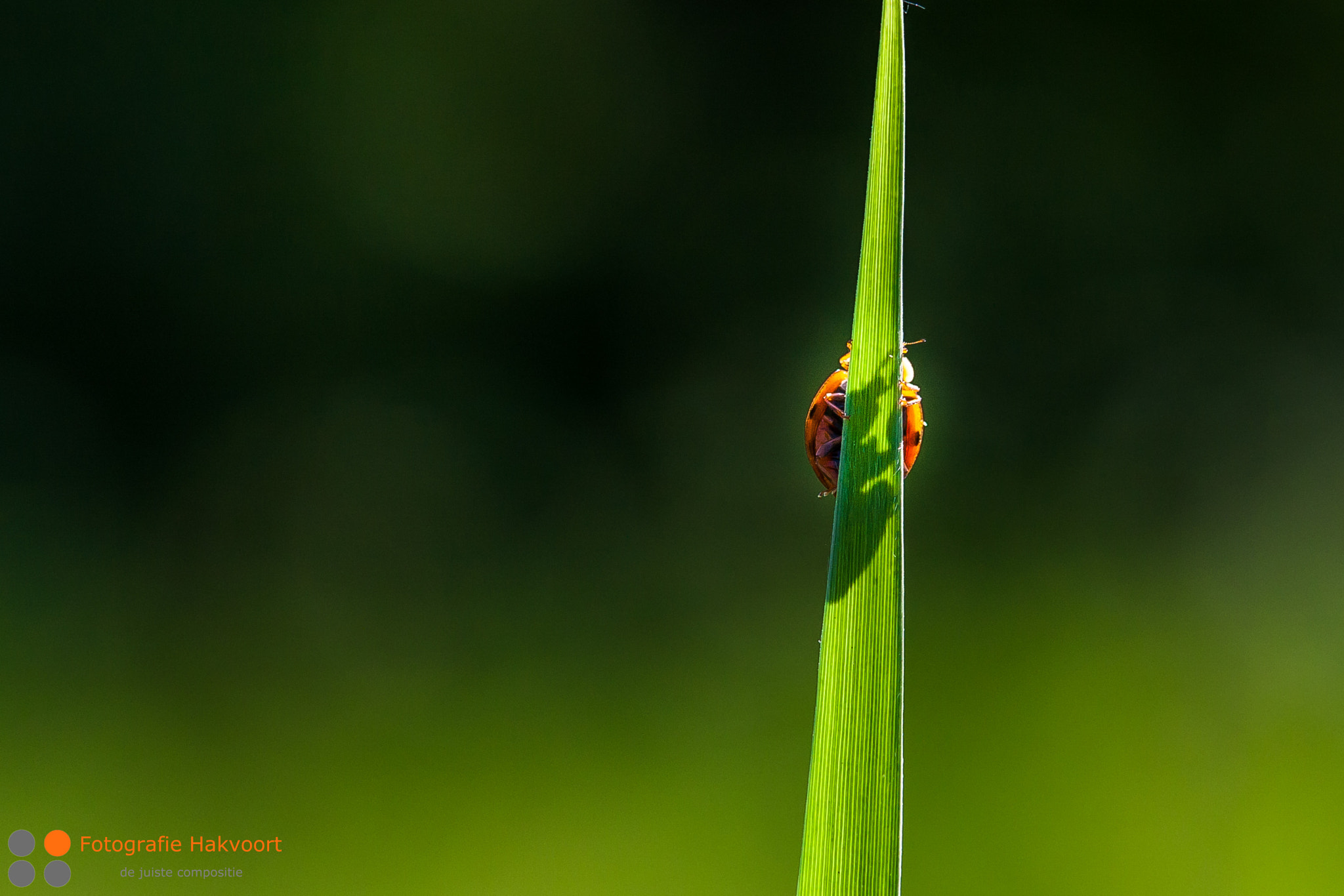Sigma APO 50-150mm f/2.8 [II] EX DC HSM sample photo. Hide and seek photography